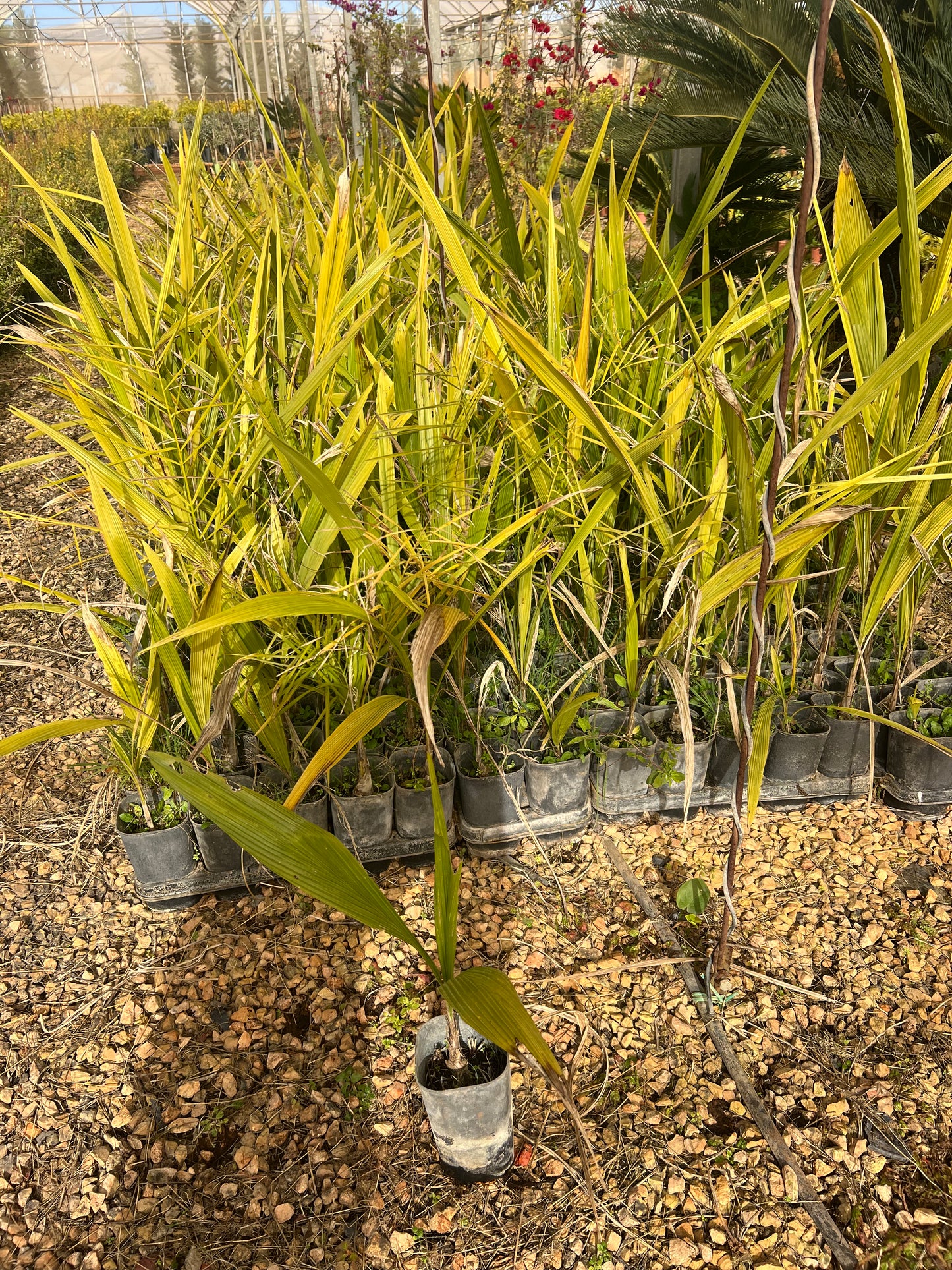 Cocos nucifera (Plumed coconut/ Feather palm) - 4 liters