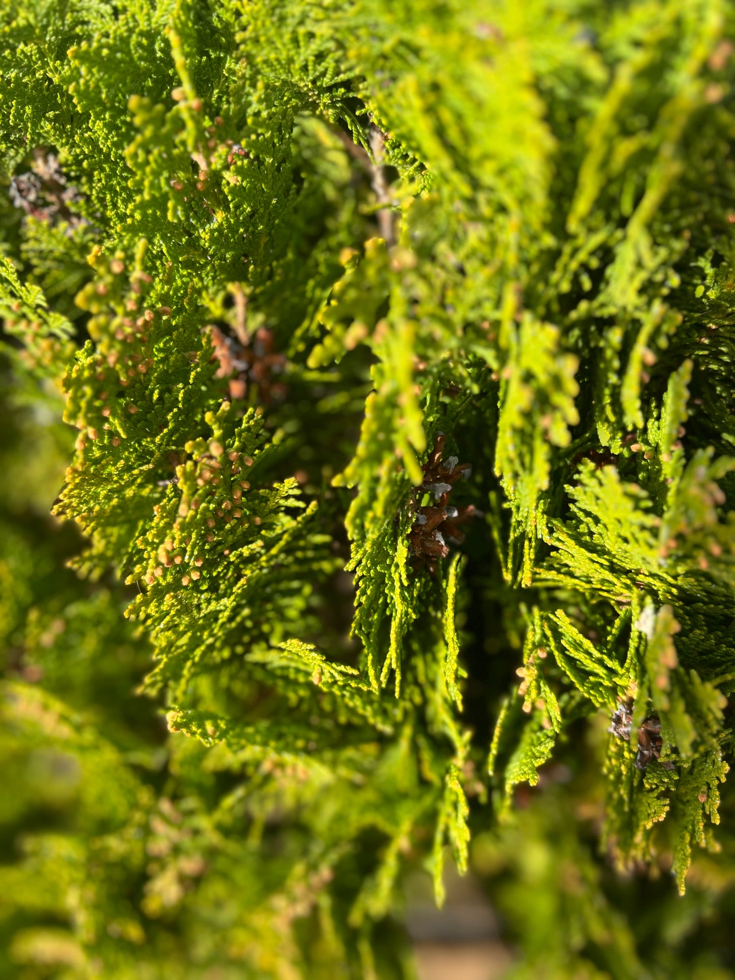 Thuja occidentalis 'Aurea Nana' (Golden Globe Arborvitae) - 9.5 liters