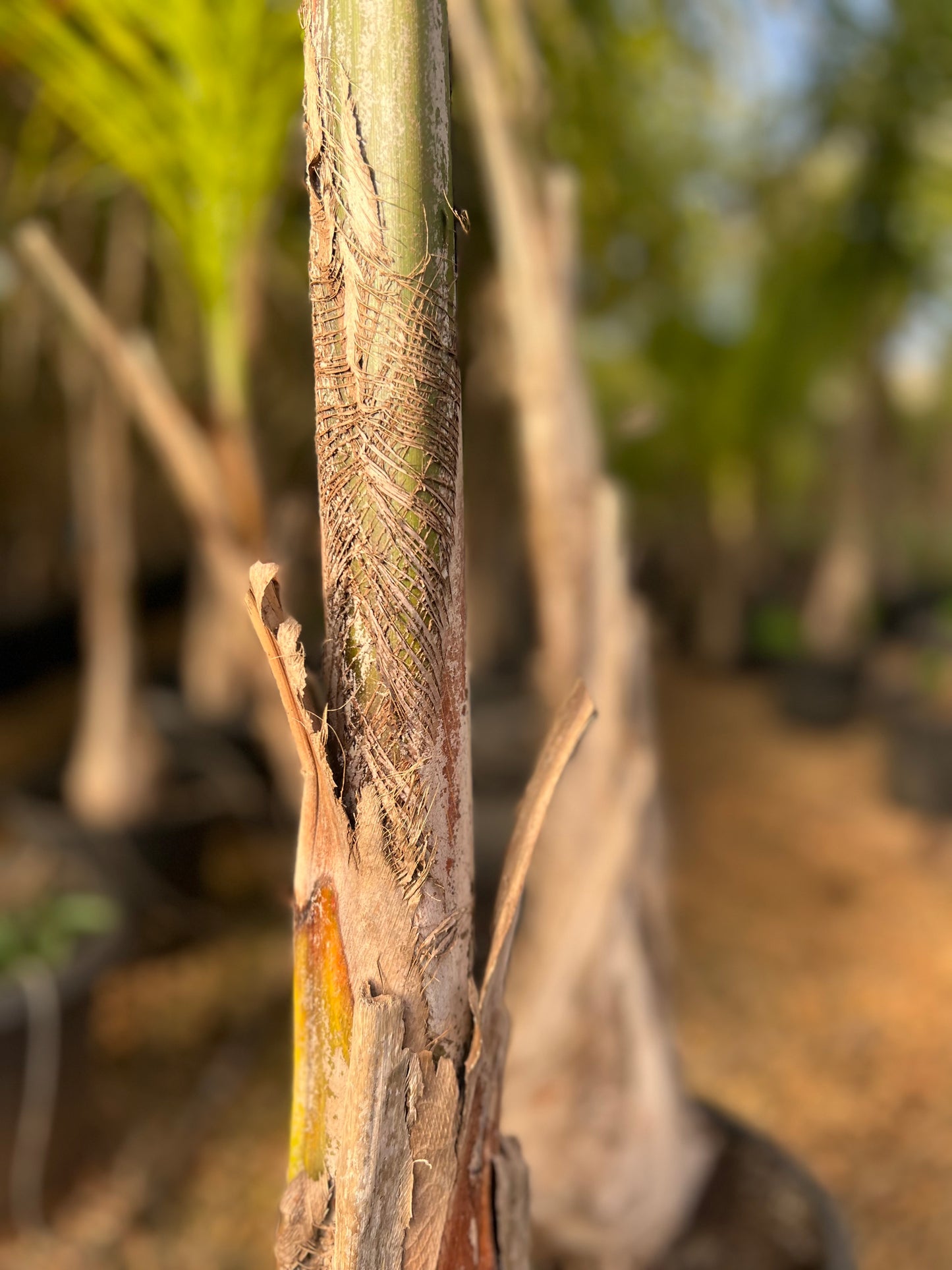 Cocos nucifera (Plumed coconut/ Feather palm) - 35L 2.5 m approximately