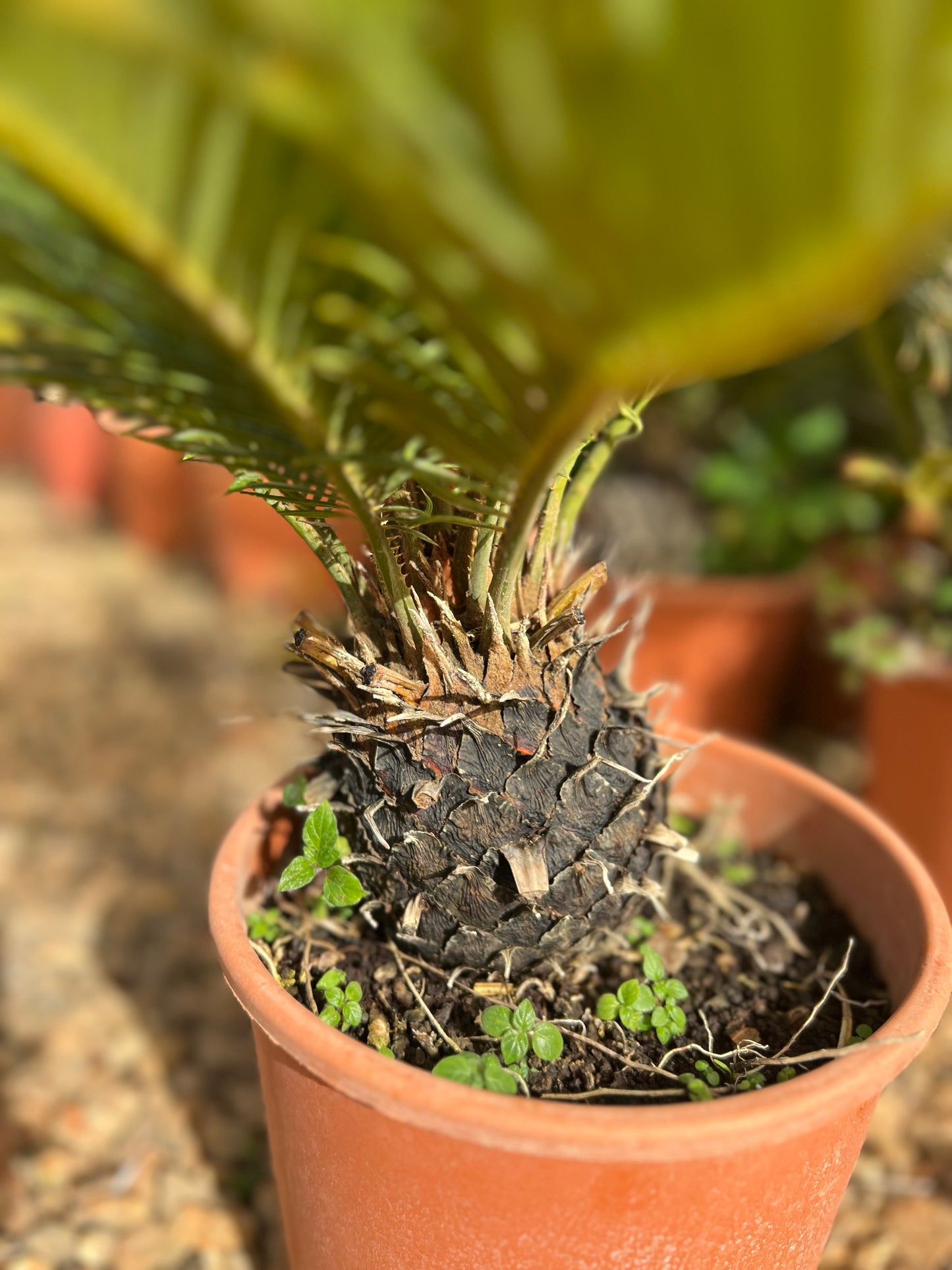 Cycas Revoluta (Sago Palm) - 4 liters