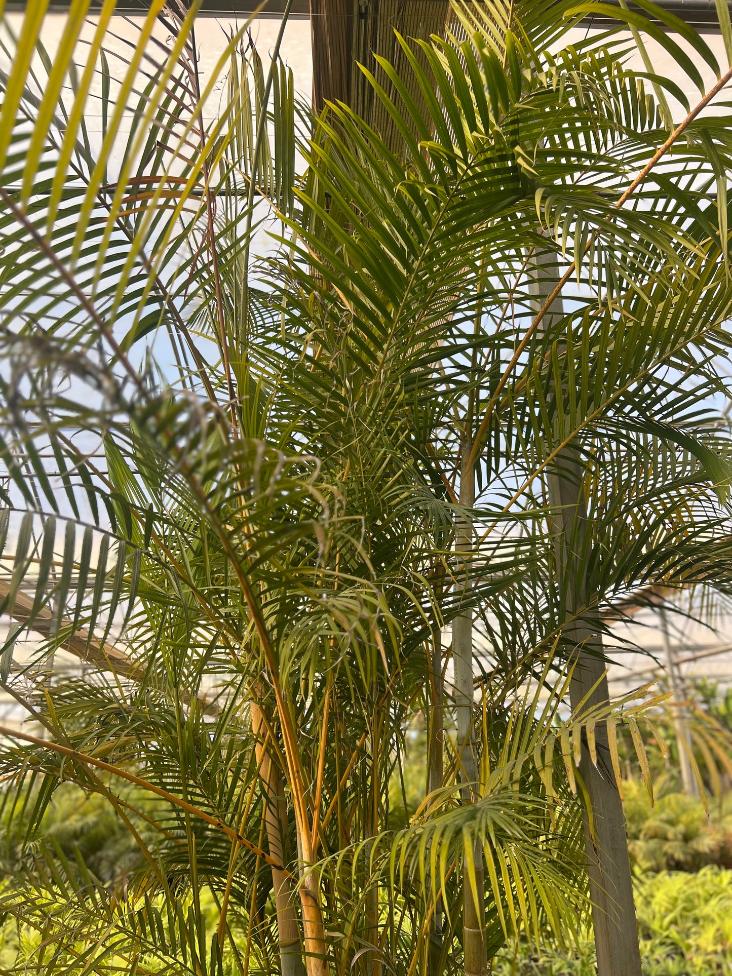 Chrysalidocarpus lutescens  (Areca Palm/ yellow palm) - 4.5 meters