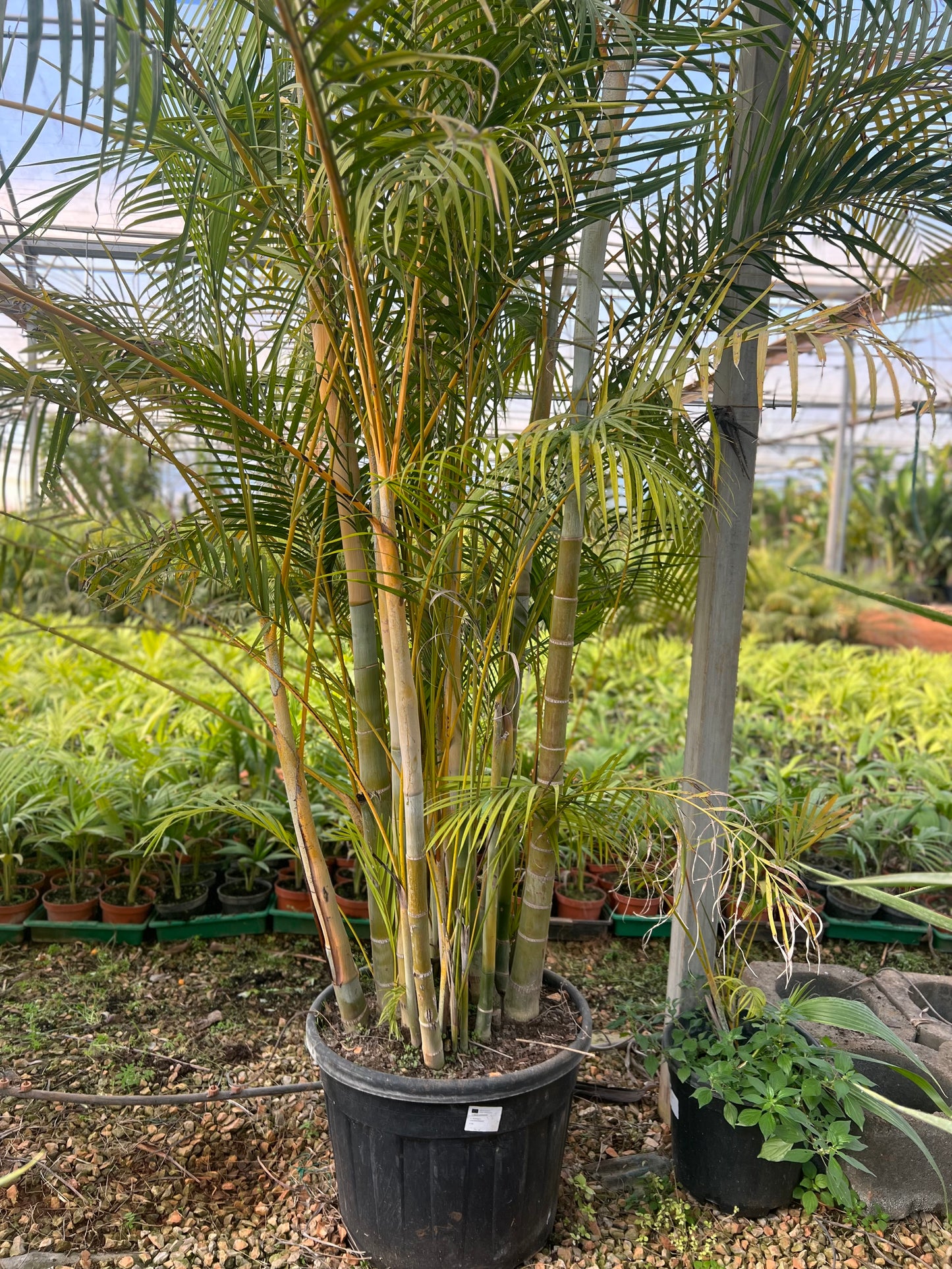 Chrysalidocarpus lutescens  (Areca Palm/ yellow palm) - 4.5 meters