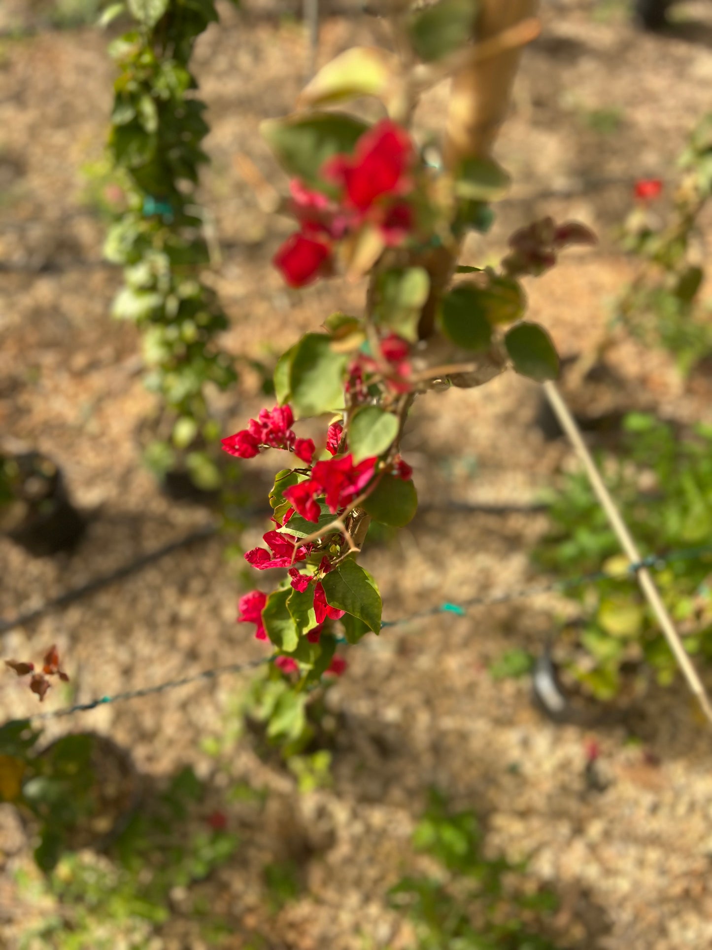 Bougainvillea (fucsia or red) - 3 liters