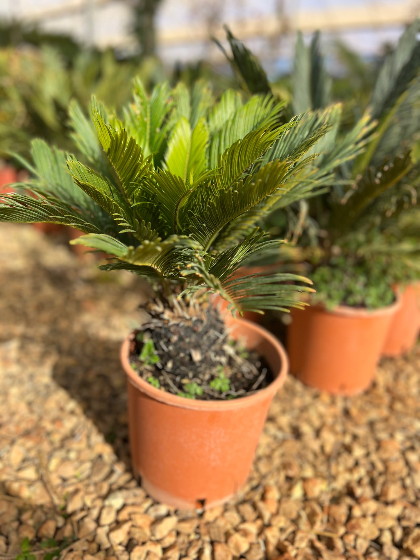 Cycas Revoluta (Sago Palm) - 4 liters