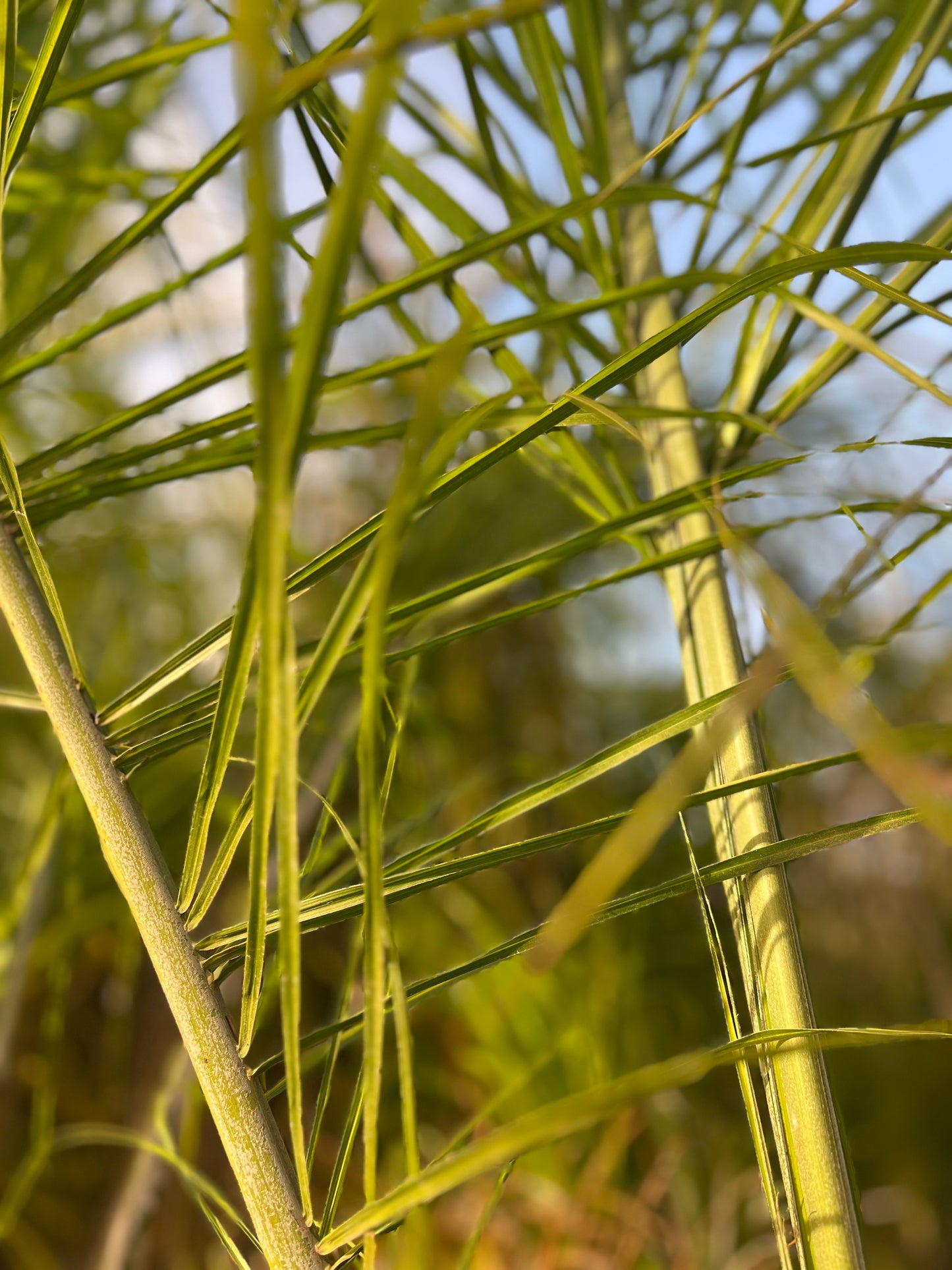 Cocos nucifera (Plumed coconut/ Feather palm) - 35L 2.5 m approximately