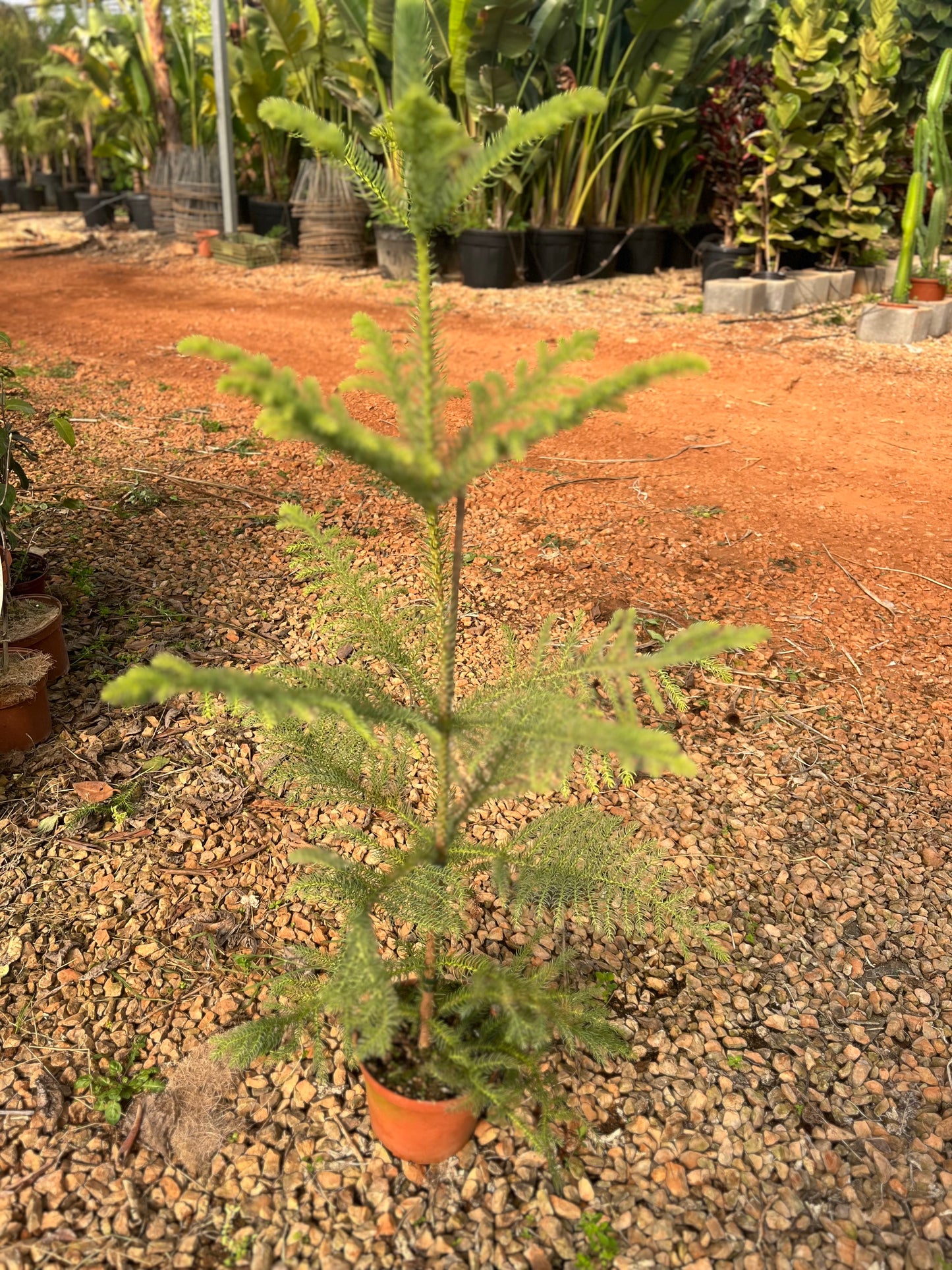 Araucaria heterophylla (Norfolk Island Pine) - 3 liters