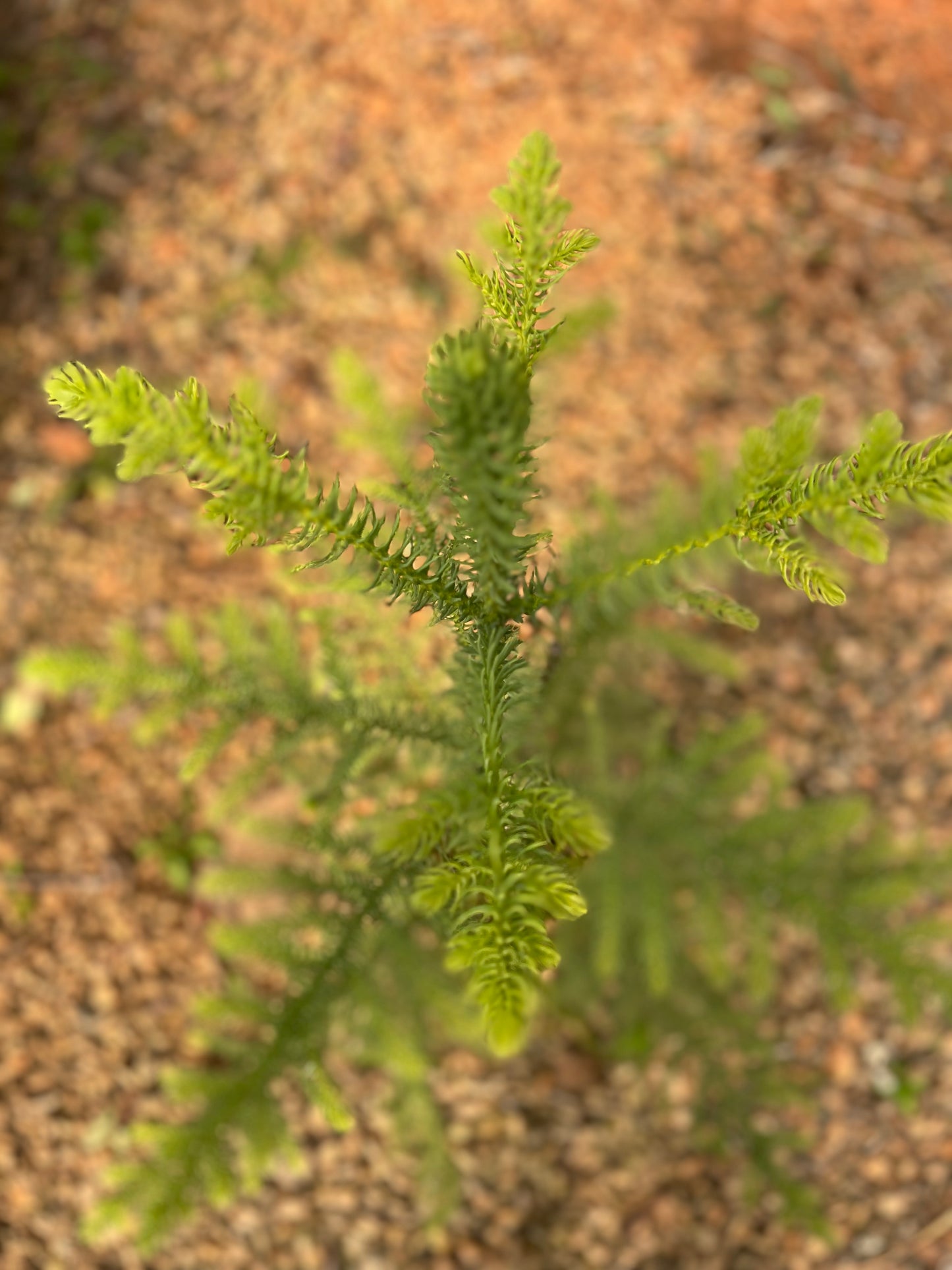 Araucaria heterophylla (Norfolk Island Pine) - 3 liters