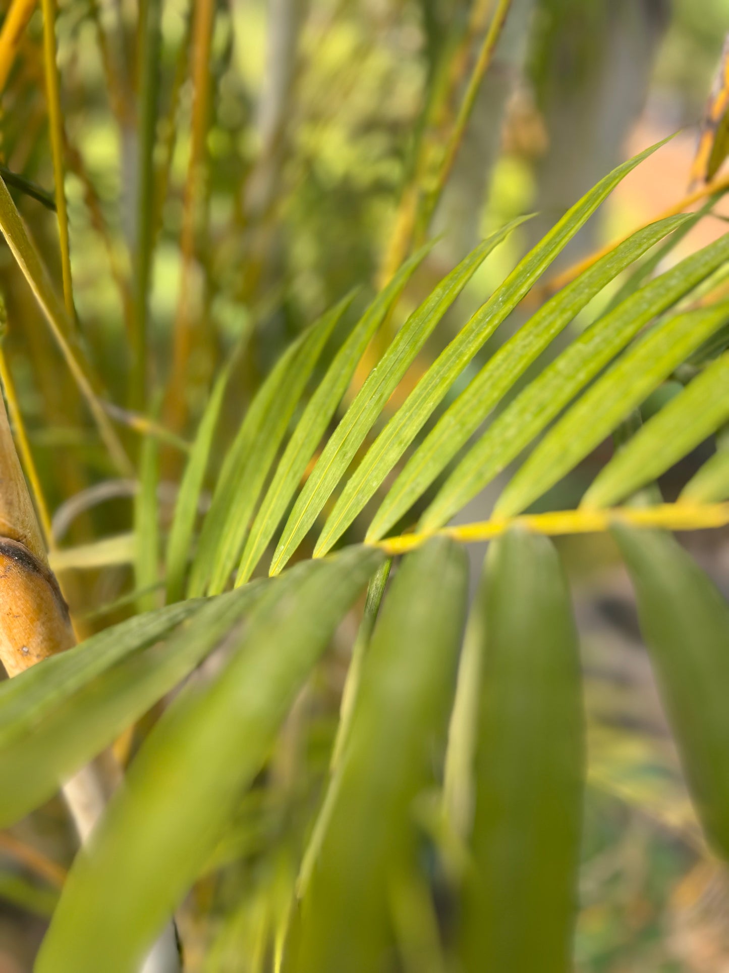 Chrysalidocarpus lutescens  (Areca Palm/ yellow palm) - 4.5 meters