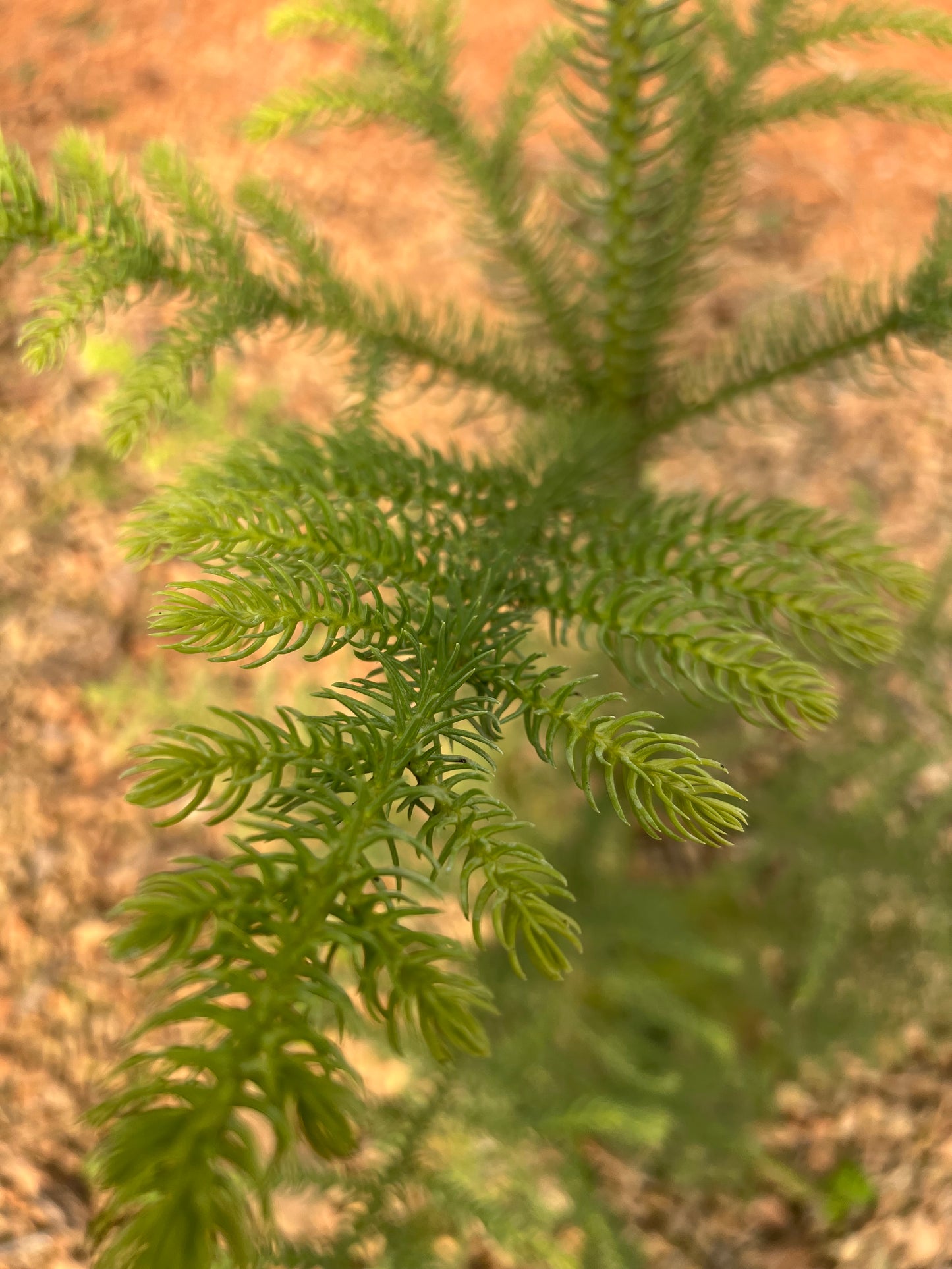 Araucaria heterophylla (Norfolk Island Pine) - 3 liters