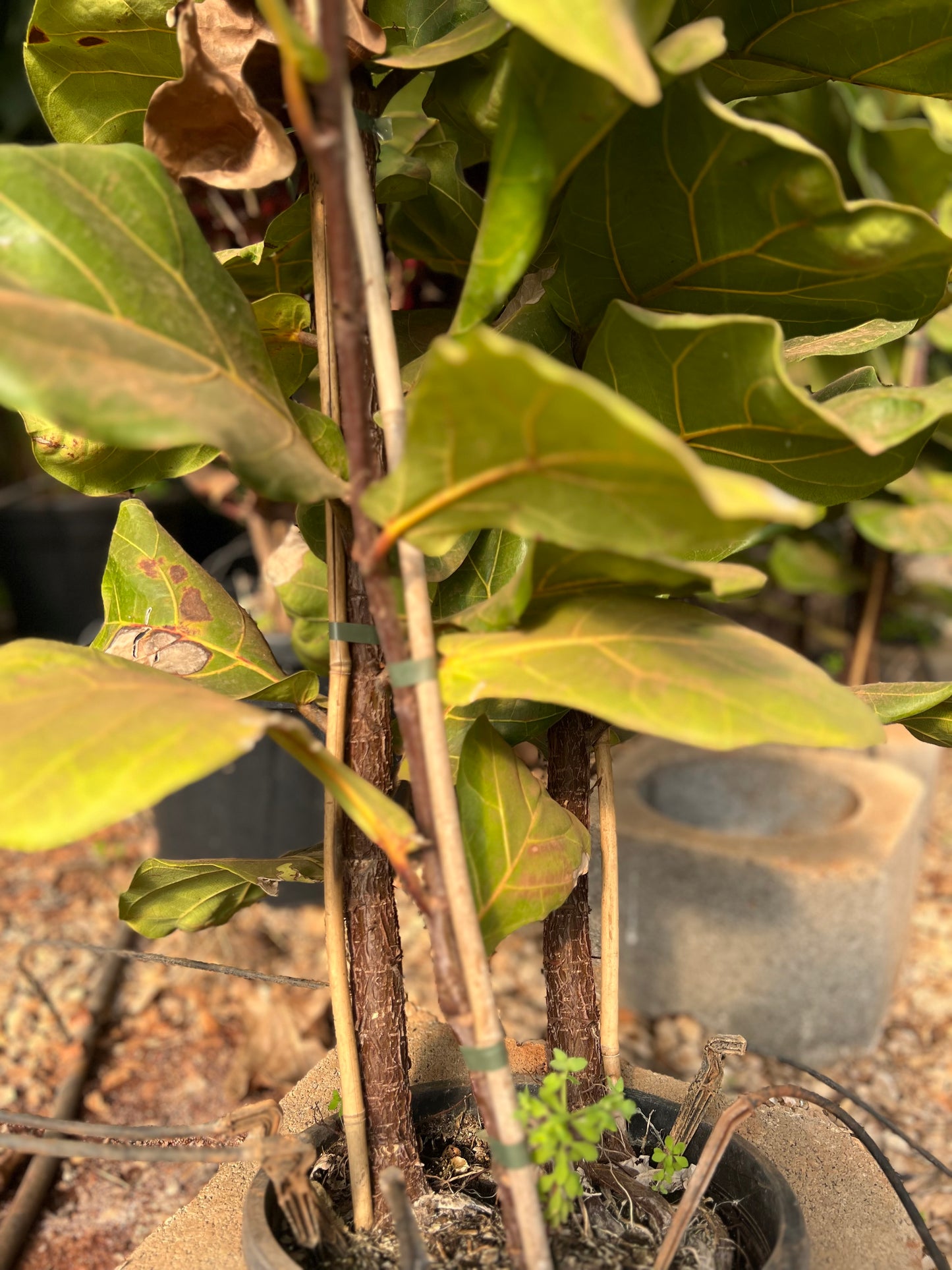 Ficus lyrata (fiddle leaf fig) - 9 liters