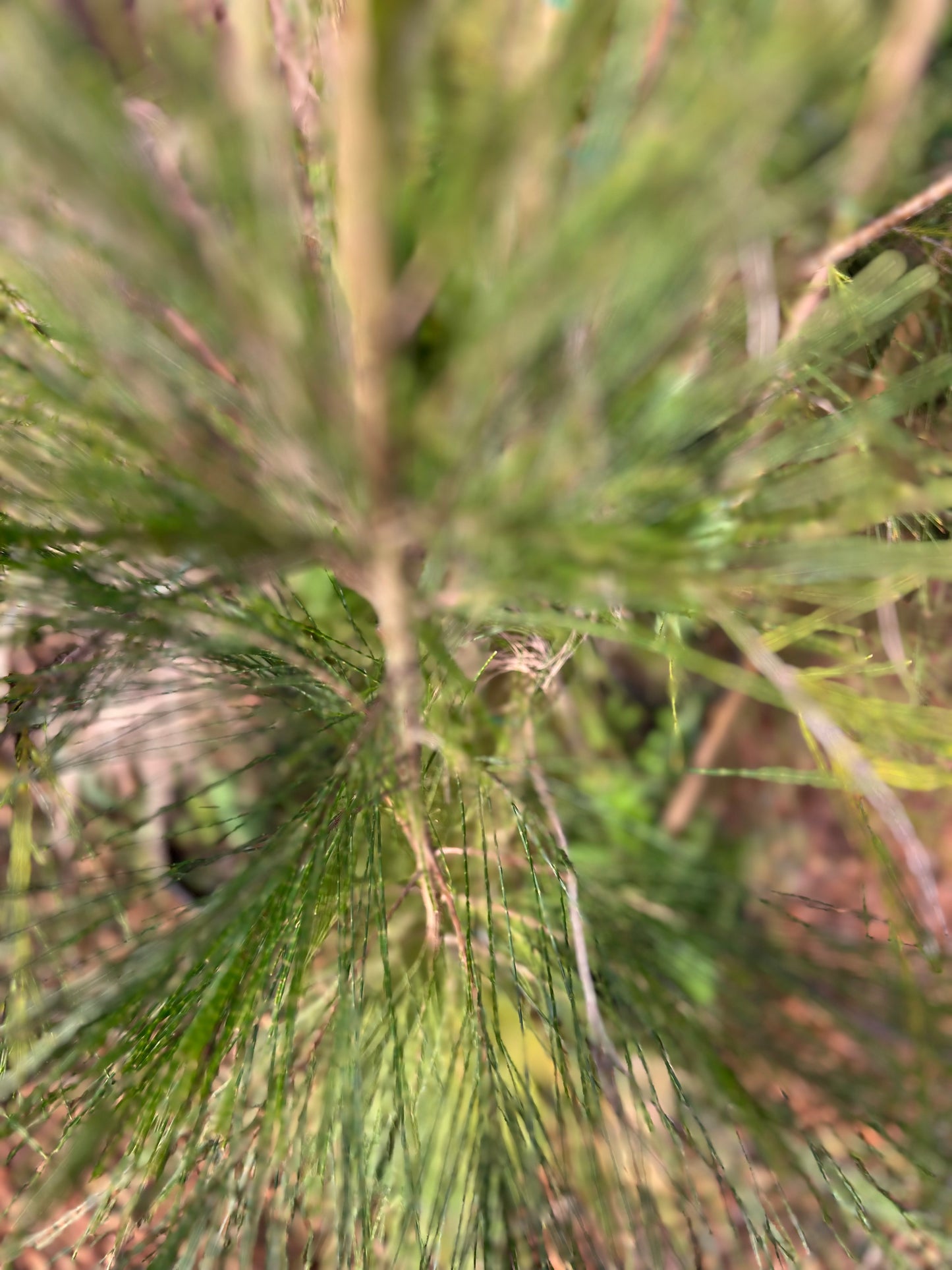 Casuarina equisetifolia (Austrlian Pine) - 12 liters