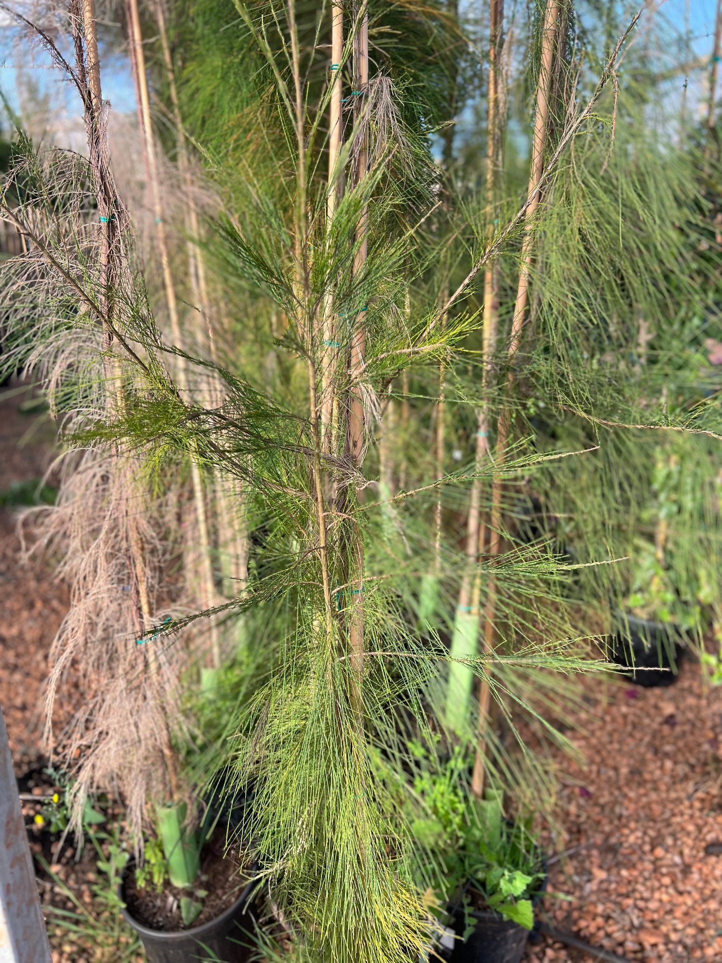 Casuarina equisetifolia (Austrlian Pine) - 12 liters