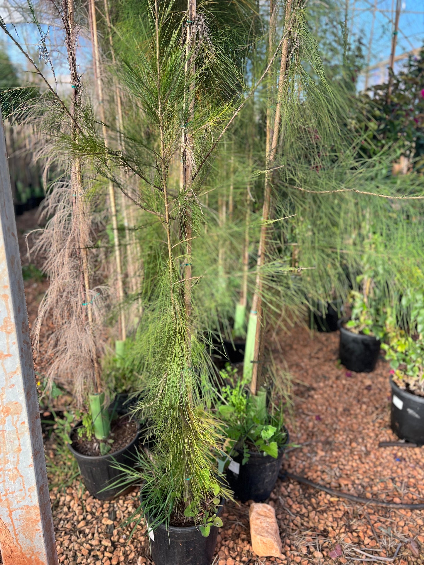 Casuarina equisetifolia (Austrlian Pine) - 12 liters