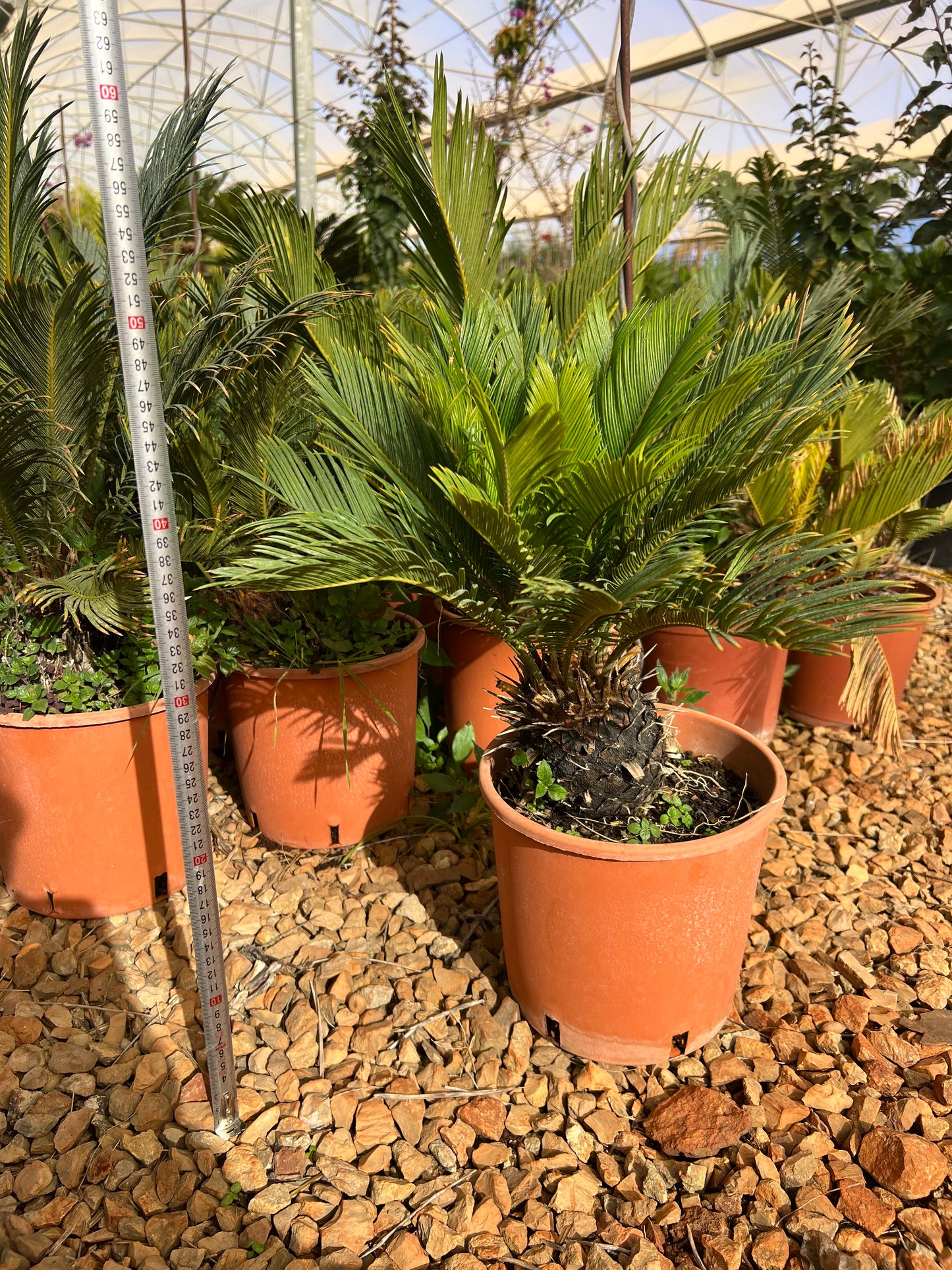 Cycas Revoluta (Sago Palm) - 4 liters