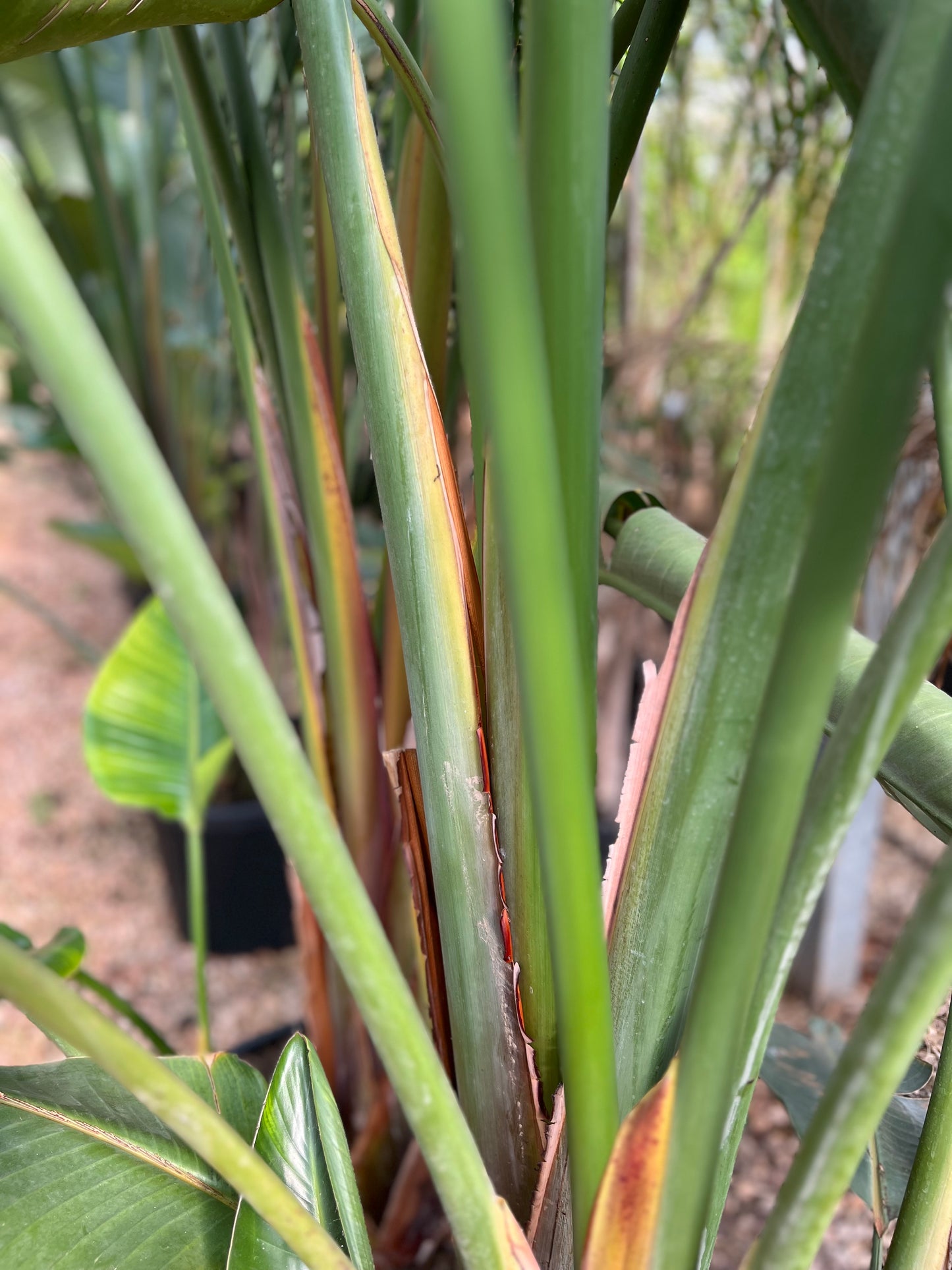 Strelitzia nicolai (White Bird of Paradise) - 250/300 cm