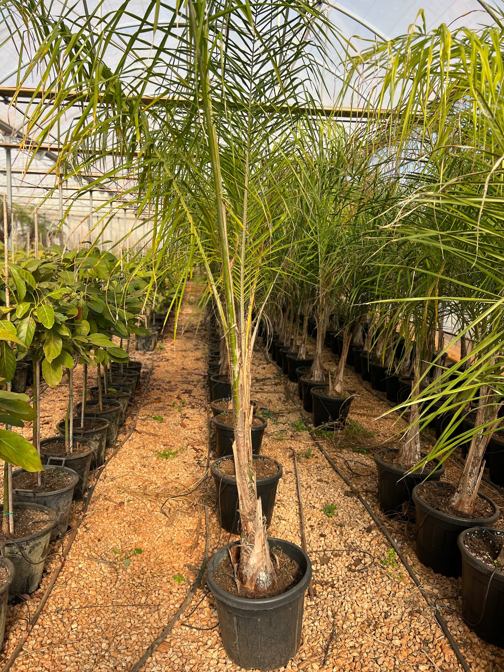 25 gallon coconut palm Cocos nucifera (Plumed coconut/ Feather palm)