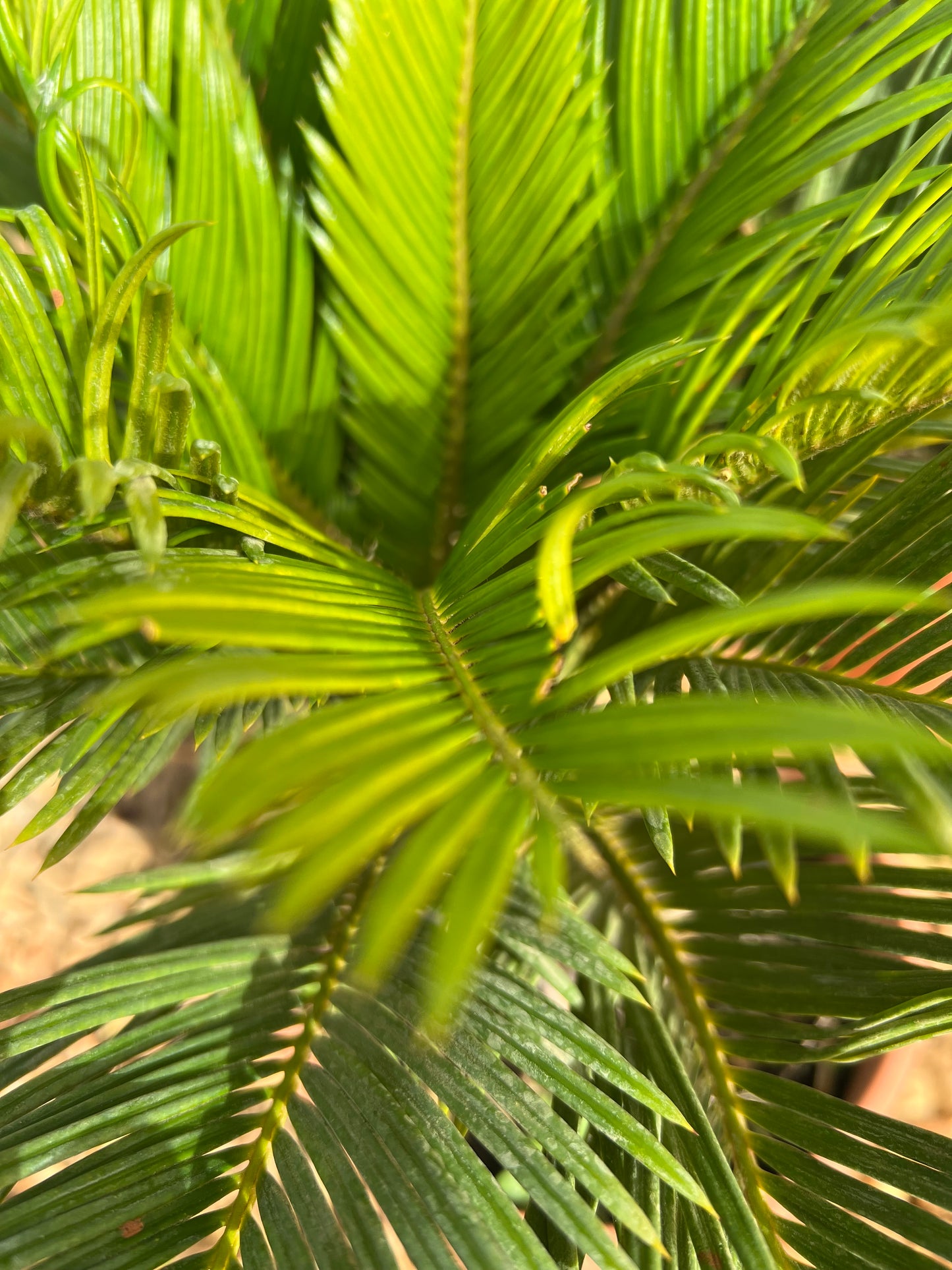 Cycas Revoluta (Sago Palm) - 4 liters