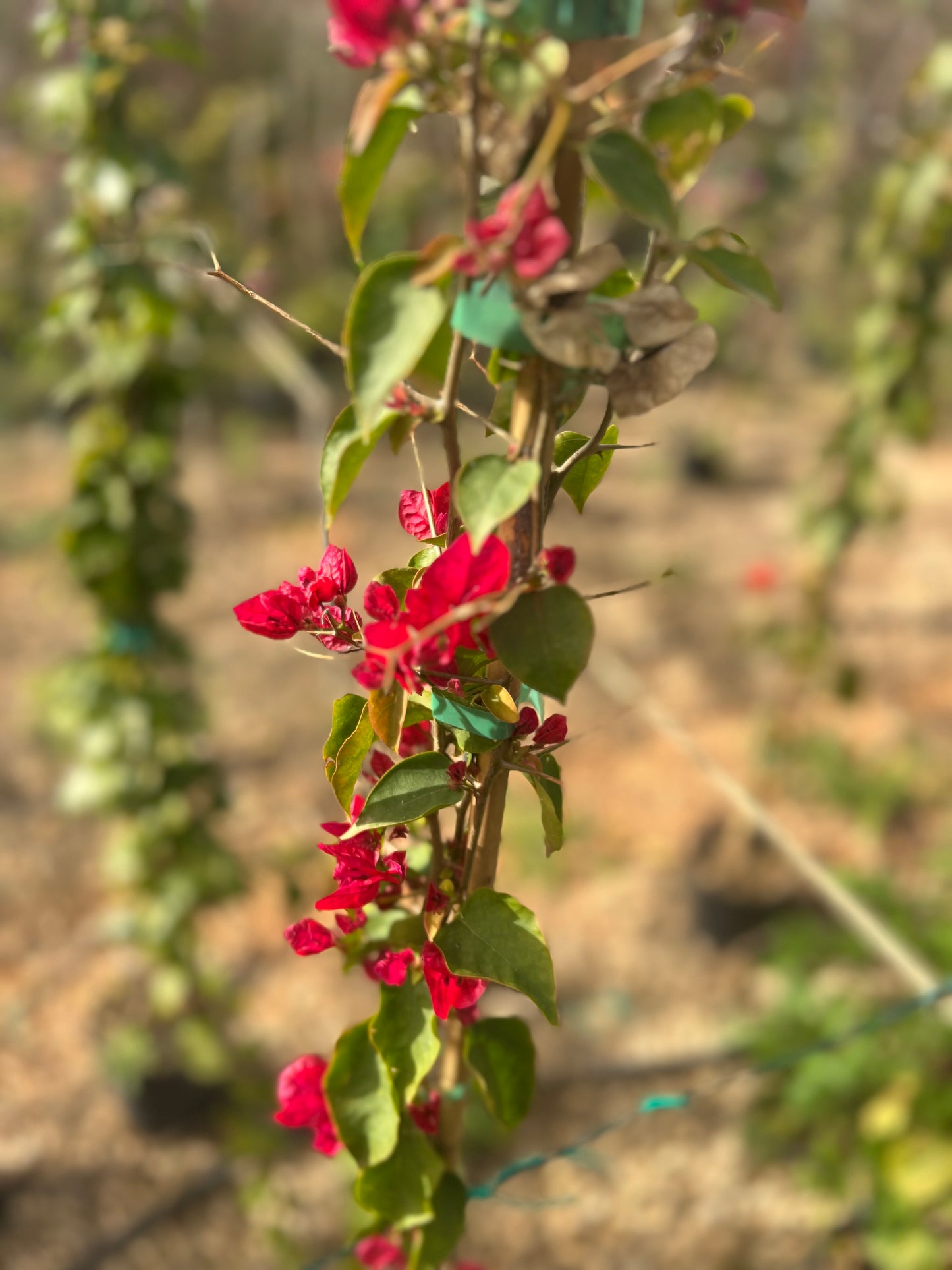 Bougainvillea (fucsia or red) - 3 liters