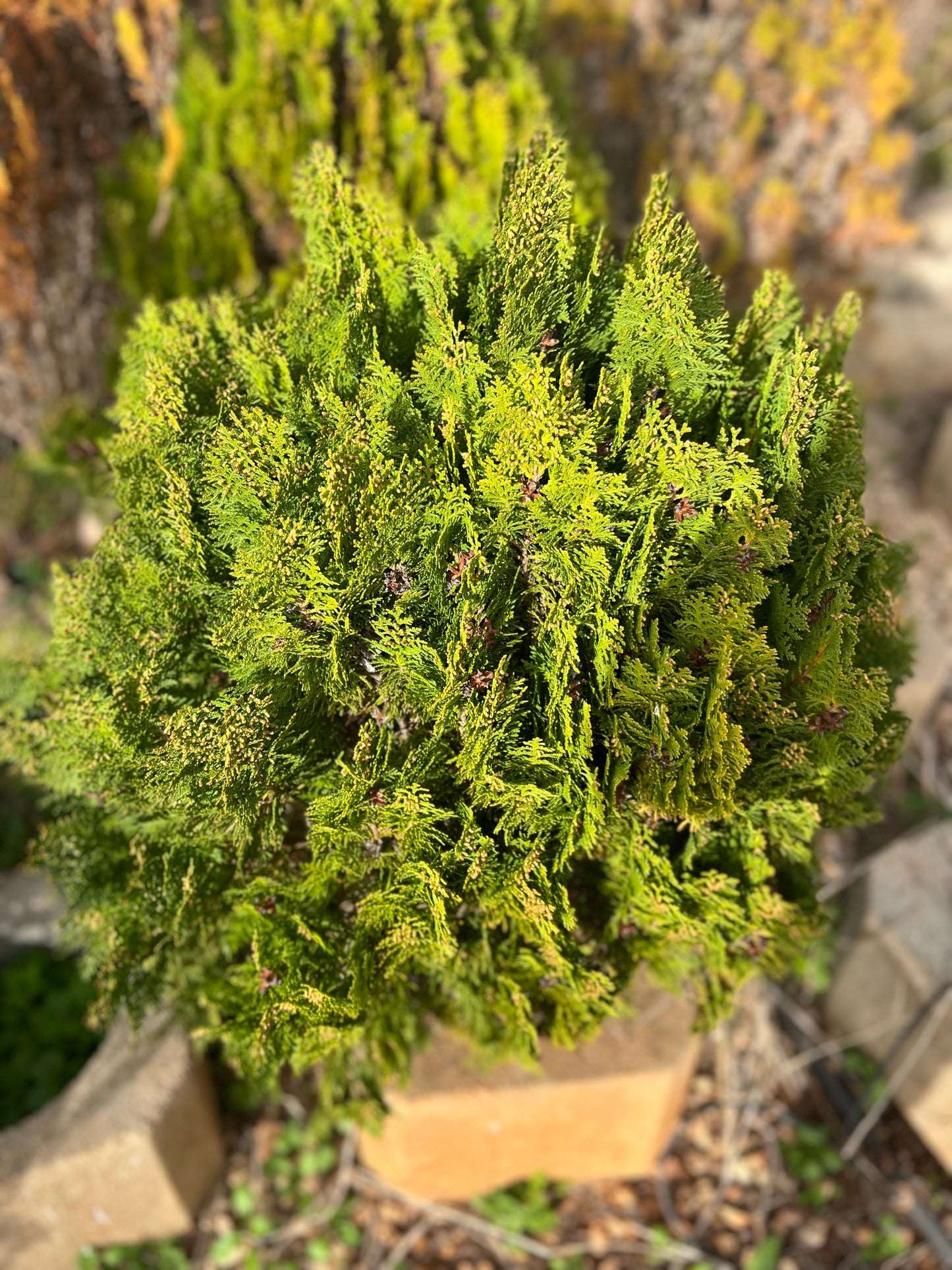 Thuja occidentalis 'Aurea Nana' (Golden Globe Arborvitae) - 9.5 liters