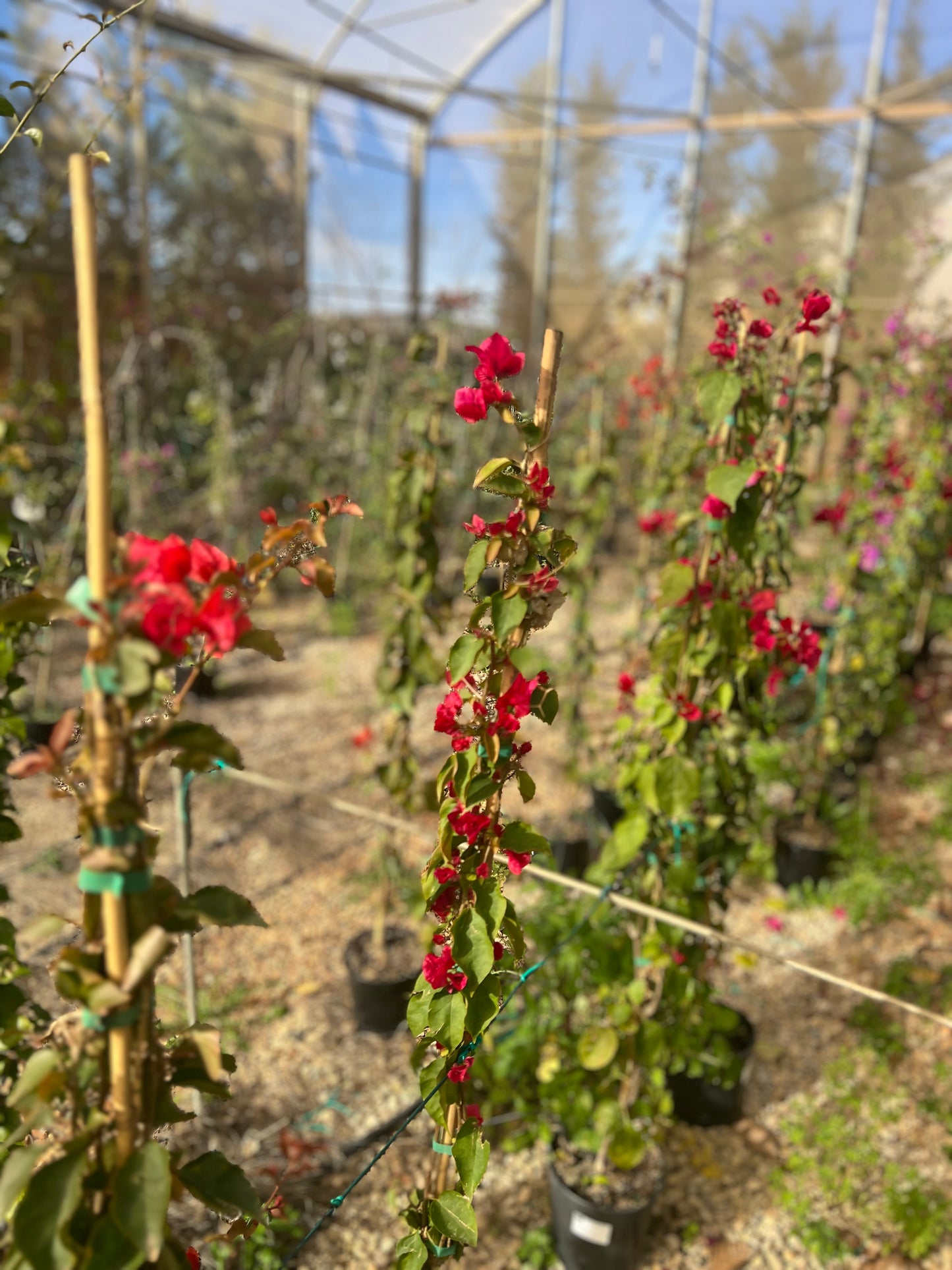 Bougainvillea (fucsia or red) - 3 liters