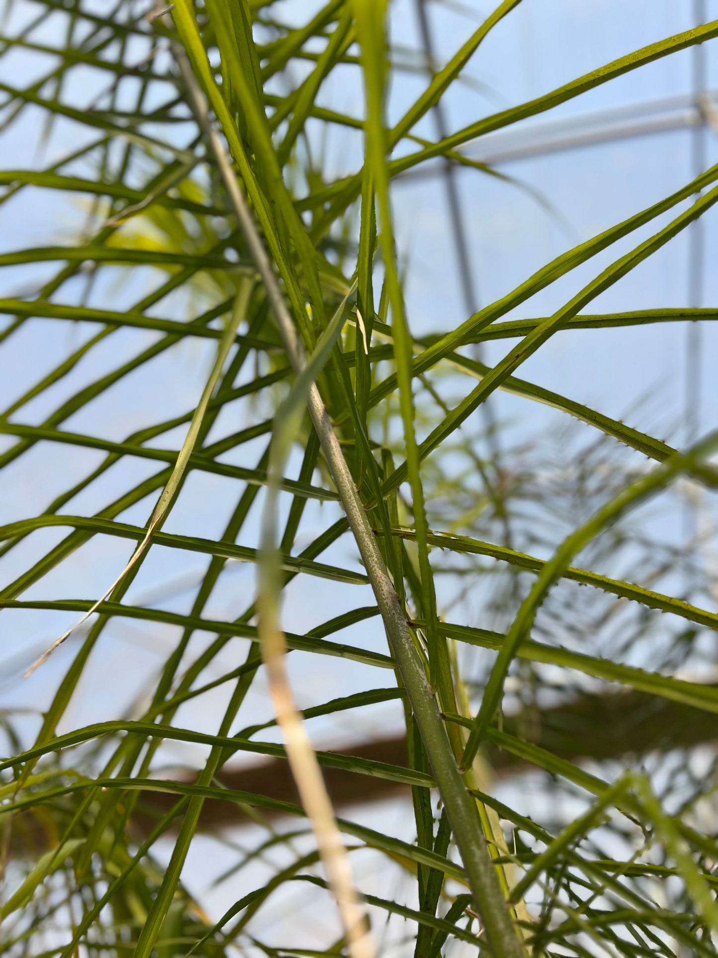 Cocos nucifera (Plumed coconut/ Feather palm) - 25 liters