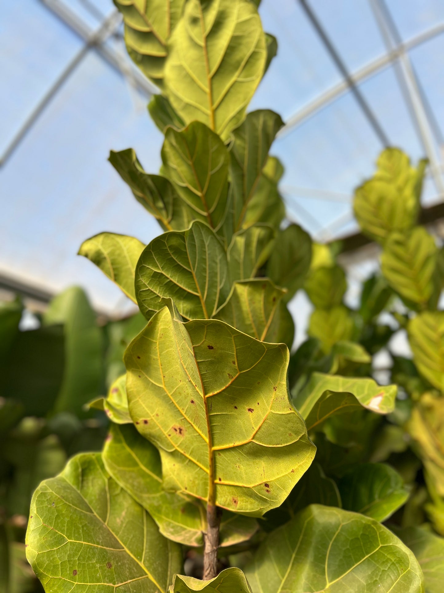 Ficus lyrata (fiddle leaf fig) - 9 liters