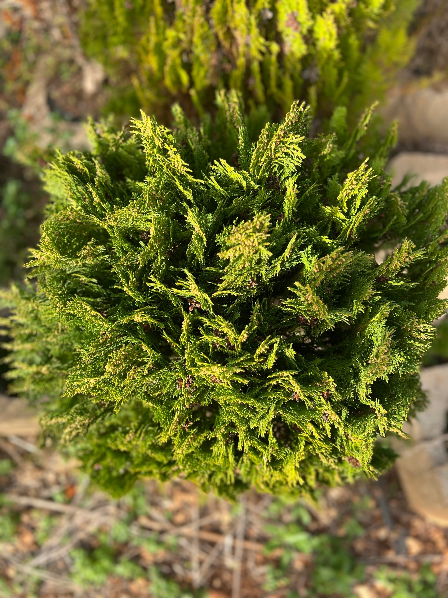 Thuja occidentalis 'Aurea Nana' (Golden Globe Arborvitae) - 9.5 liters