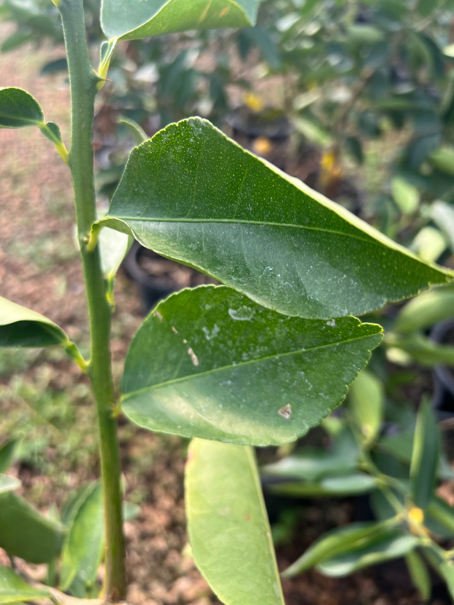 Citrus latifolia (Persian lime/ Tahiti lime) - 9 liters