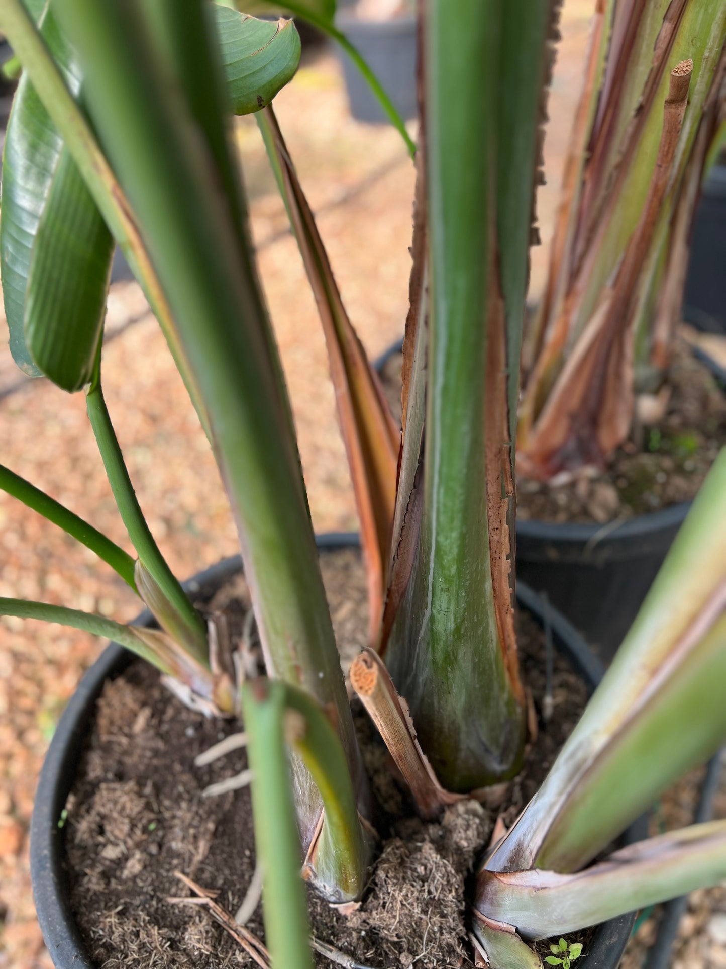 Strelitzia nicolai (White Bird of Paradise) - 250/300 cm