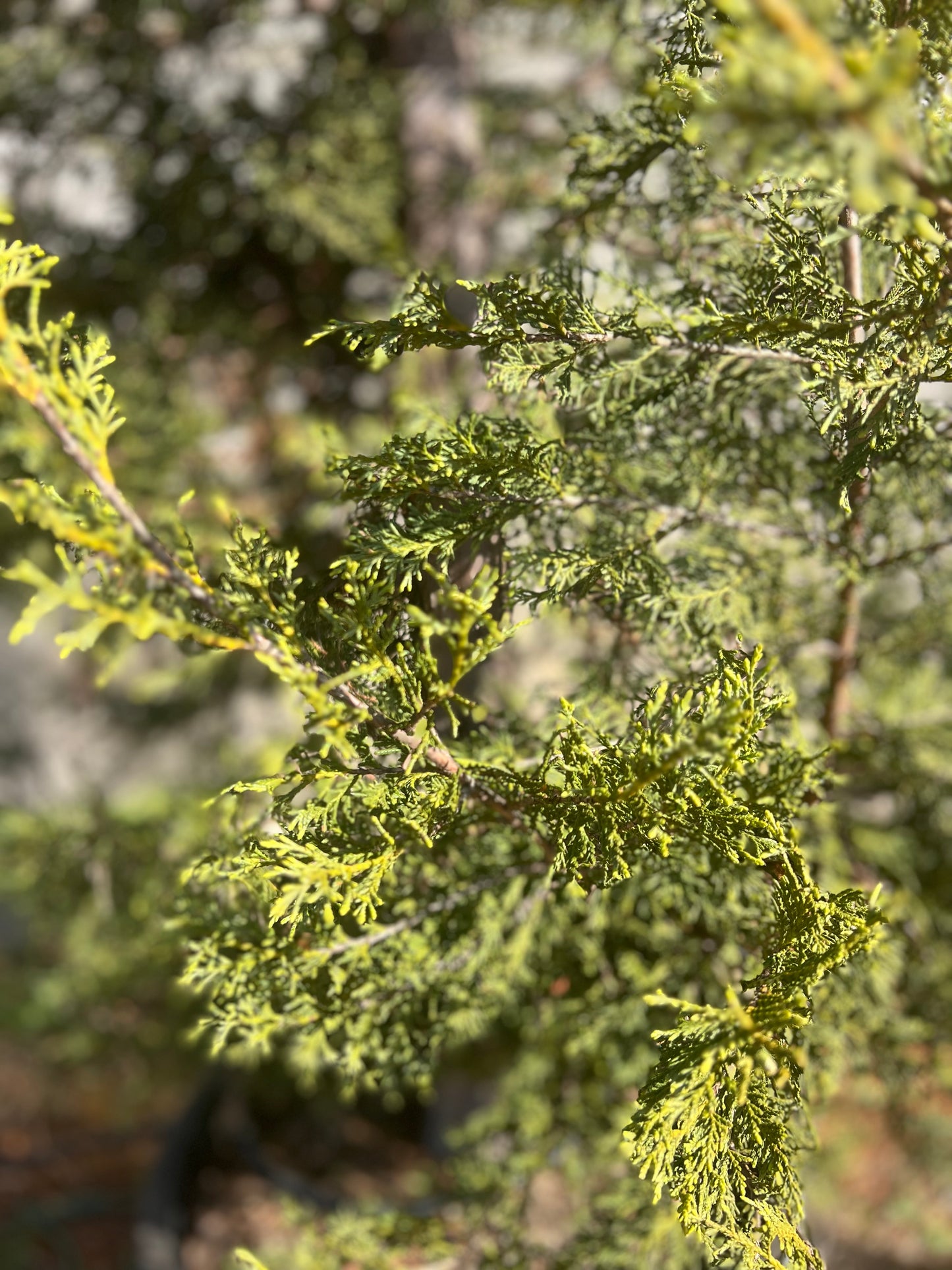 Cupressocyparis leylandii (Leyland Cypress) - 500/600 cm