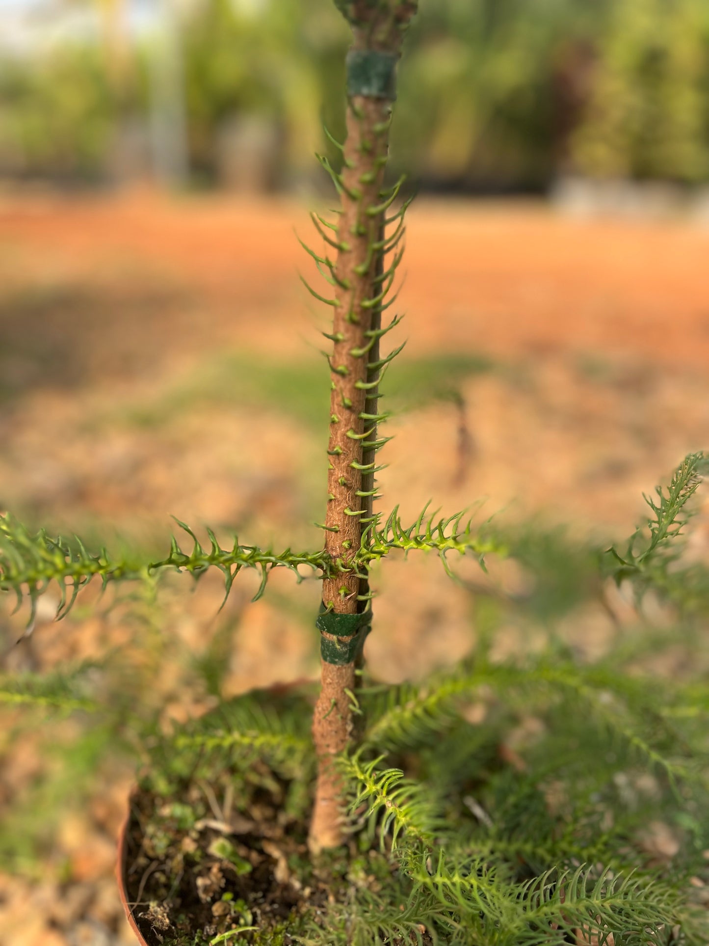 Araucaria heterophylla (Norfolk Island Pine) - 3 liters