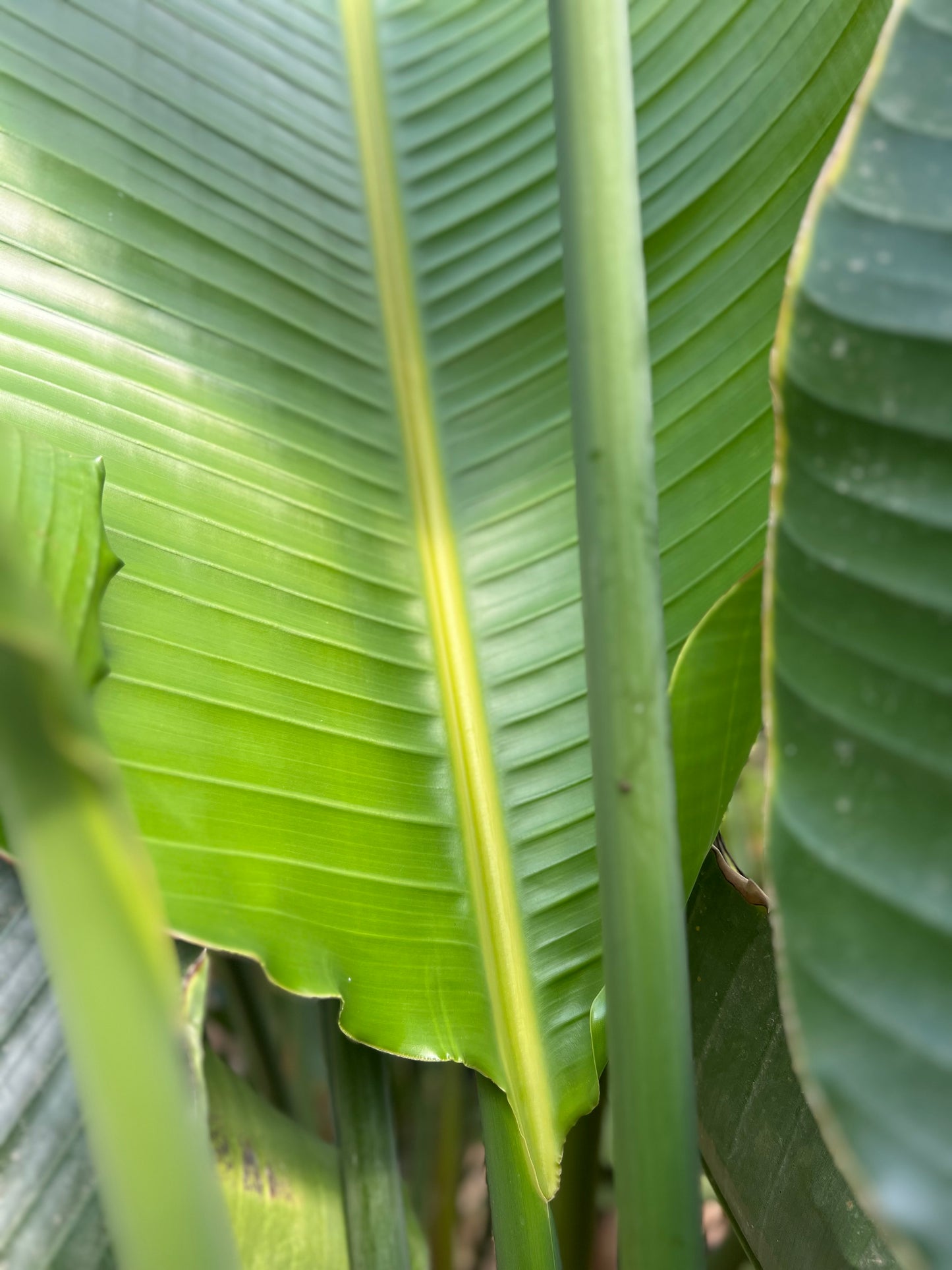 Strelitzia nicolai (White Bird of Paradise) - 250/300 cm