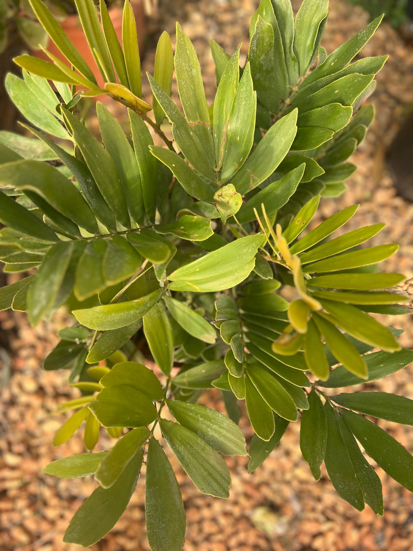 Zamia Furfuracea (cardboard palm) - 9 liters