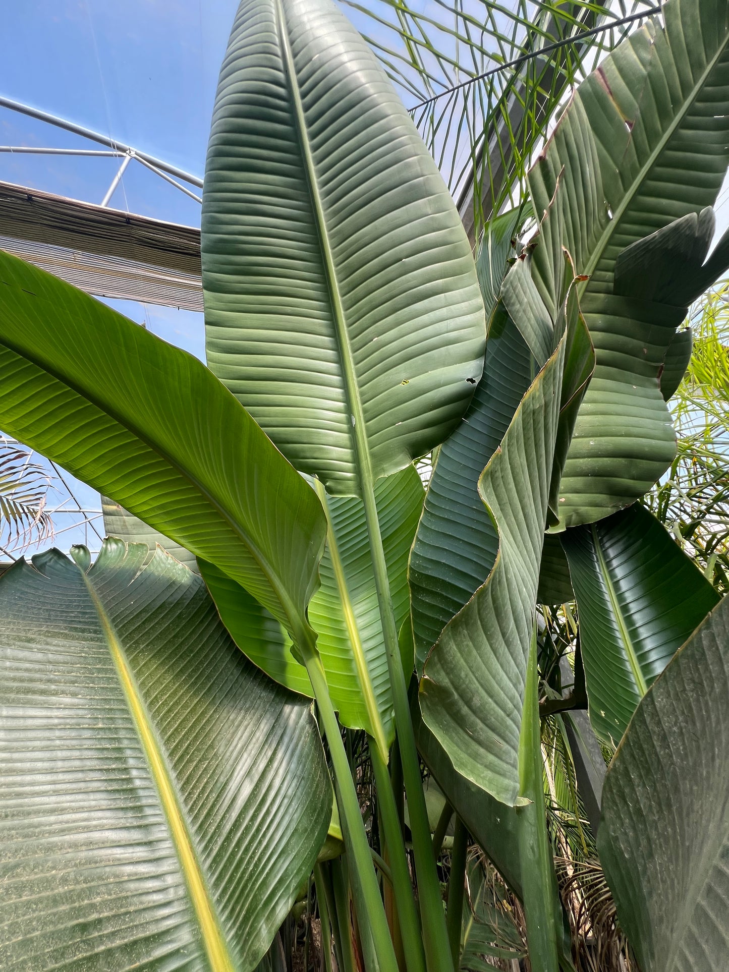 Strelitzia nicolai (White Bird of Paradise) - 250/300 cm