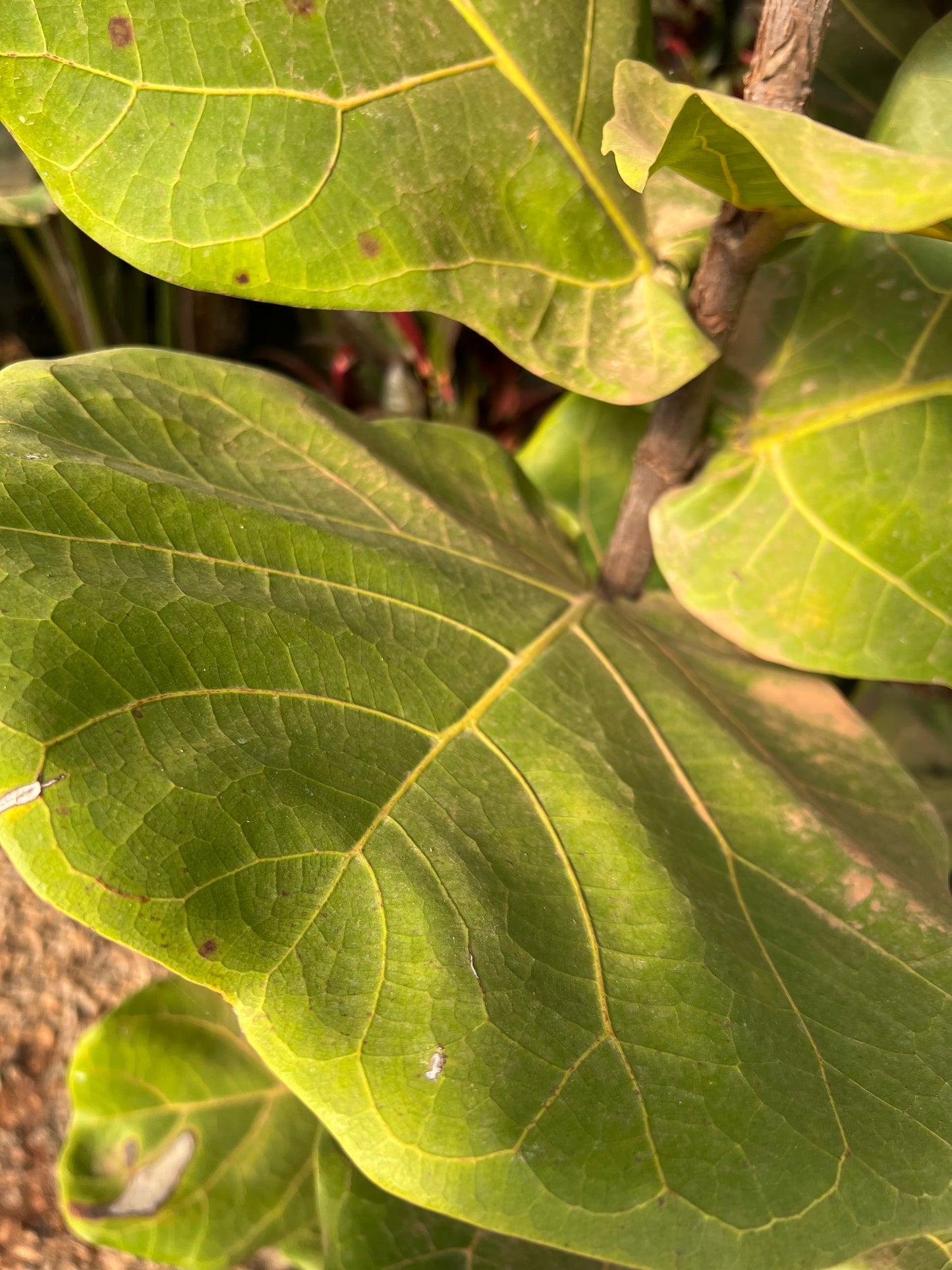 Ficus lyrata (fiddle leaf fig) - 9 liters