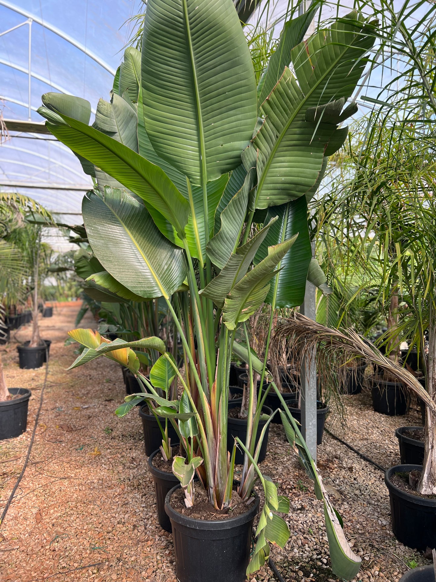 Strelitzia nicolai (White Bird of Paradise) - 250/300 cm