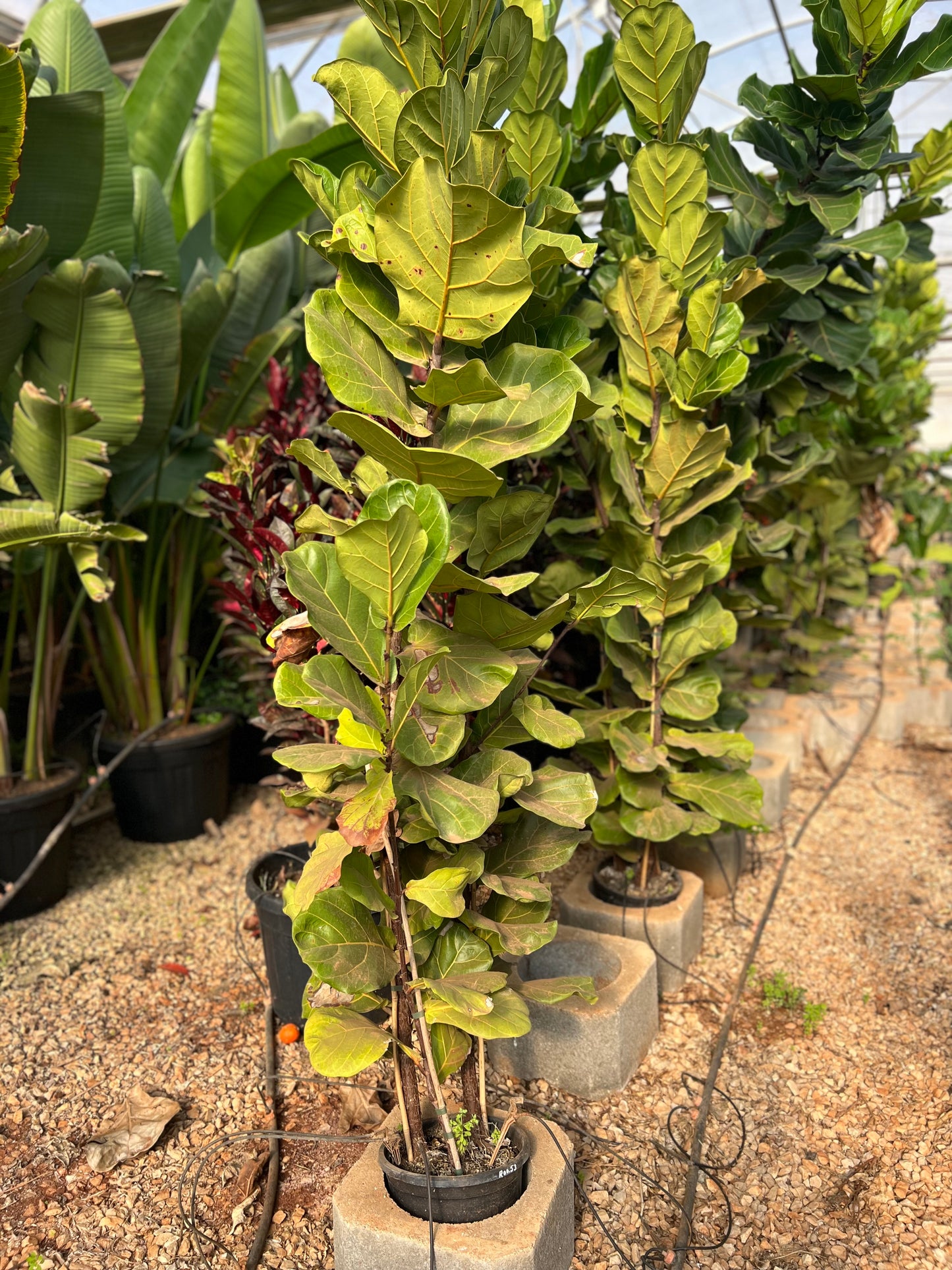 Ficus lyrata (fiddle leaf fig) - 9 liters