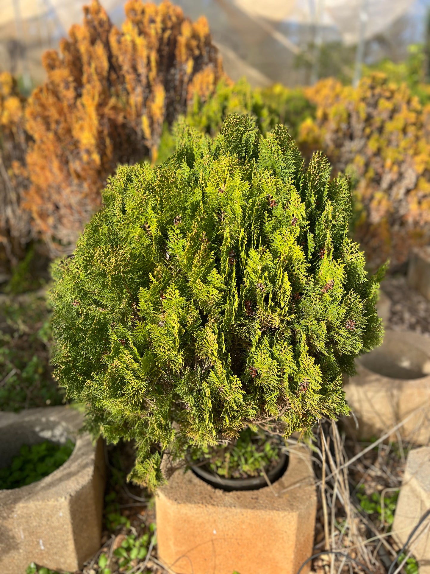 Thuja occidentalis 'Aurea Nana' (Golden Globe Arborvitae) - 9.5 liters