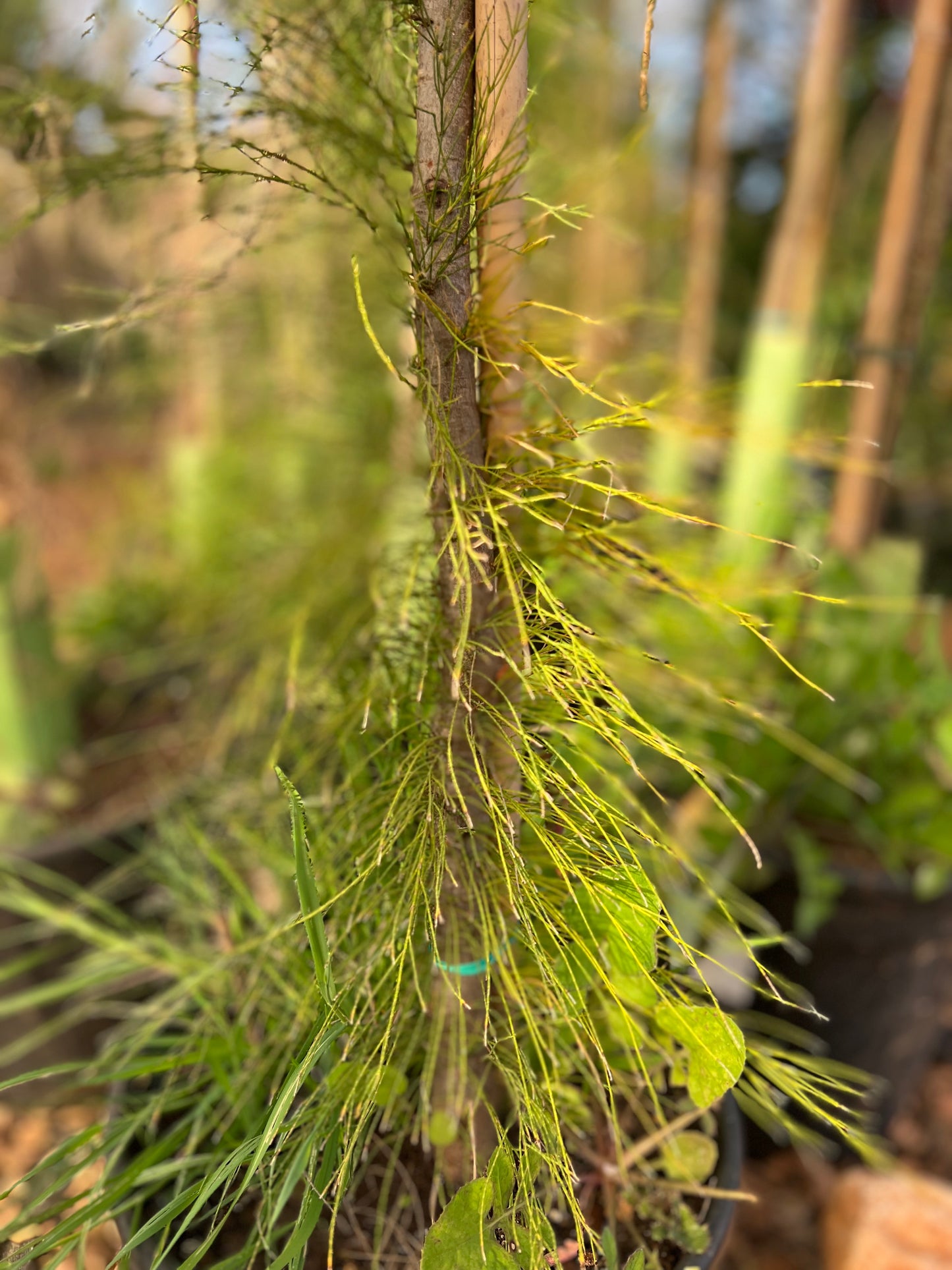 Casuarina equisetifolia (Austrlian Pine) - 12 liters