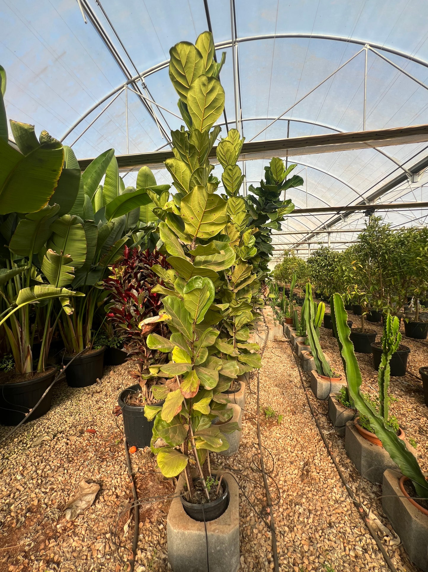 Ficus lyrata (fiddle leaf fig) - 9 liters