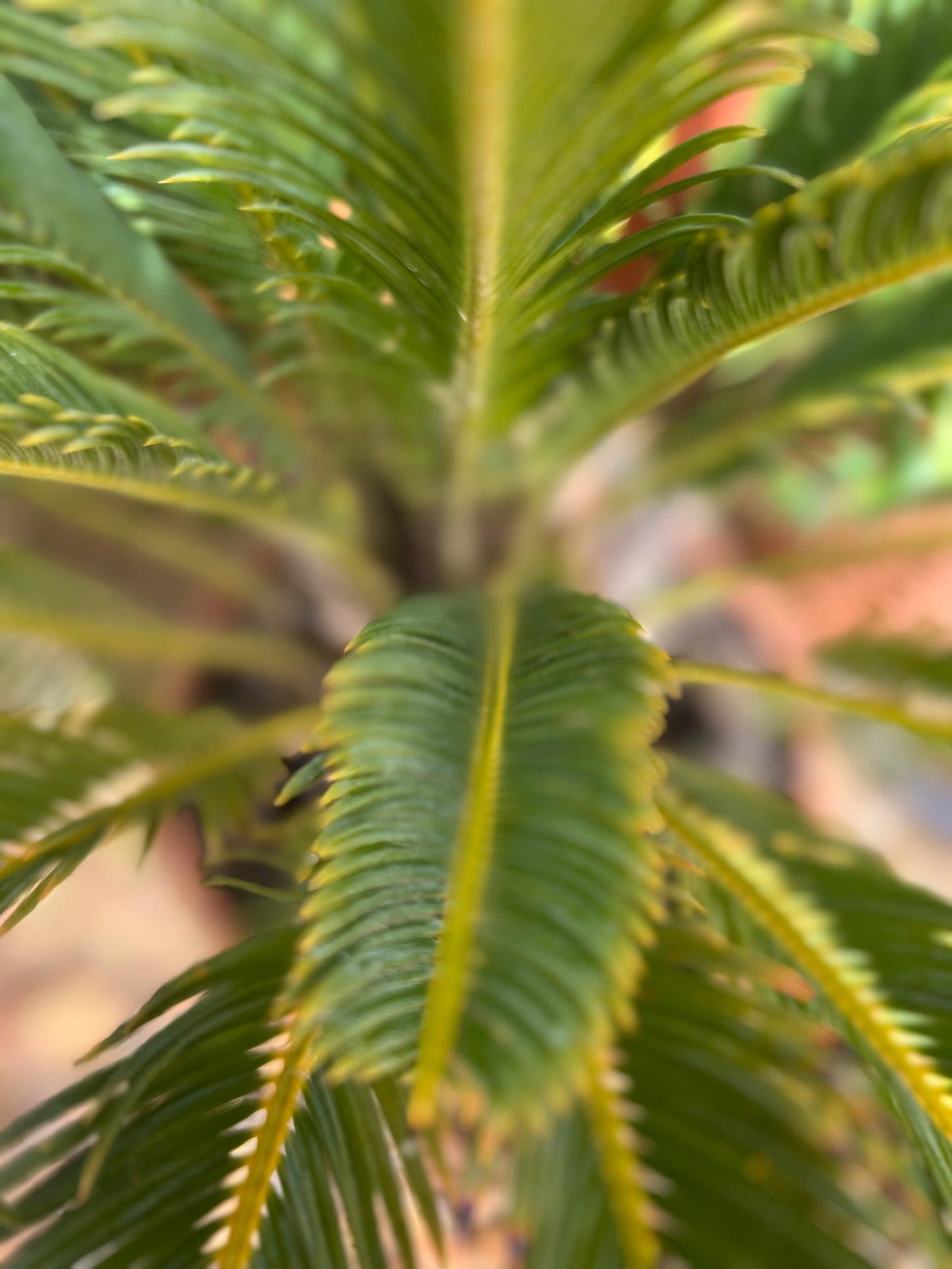 Cycas Revoluta (Sago Palm) - 9.5 liter