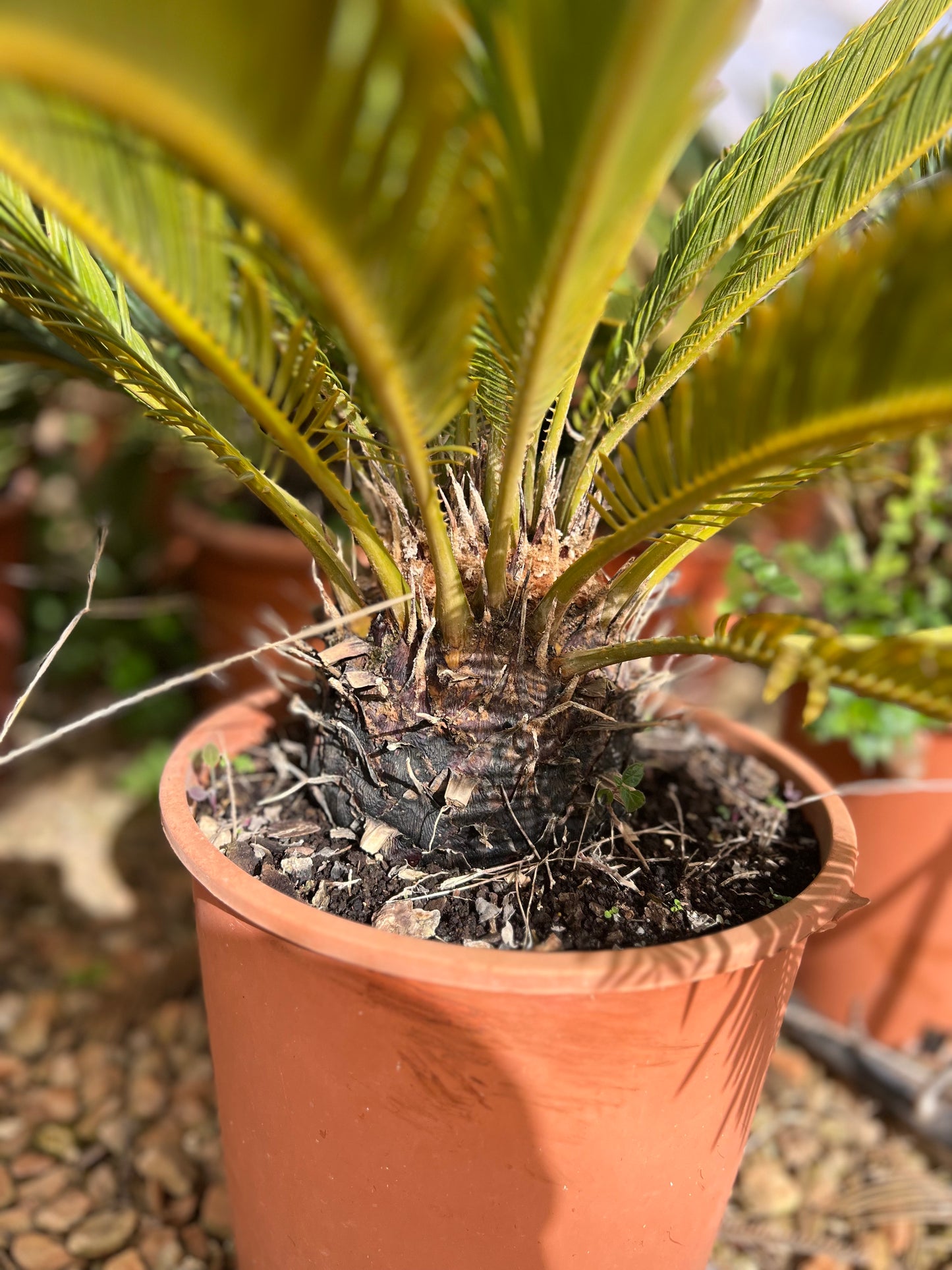 Cycas Revoluta (Sago Palm) - 9.5 liter