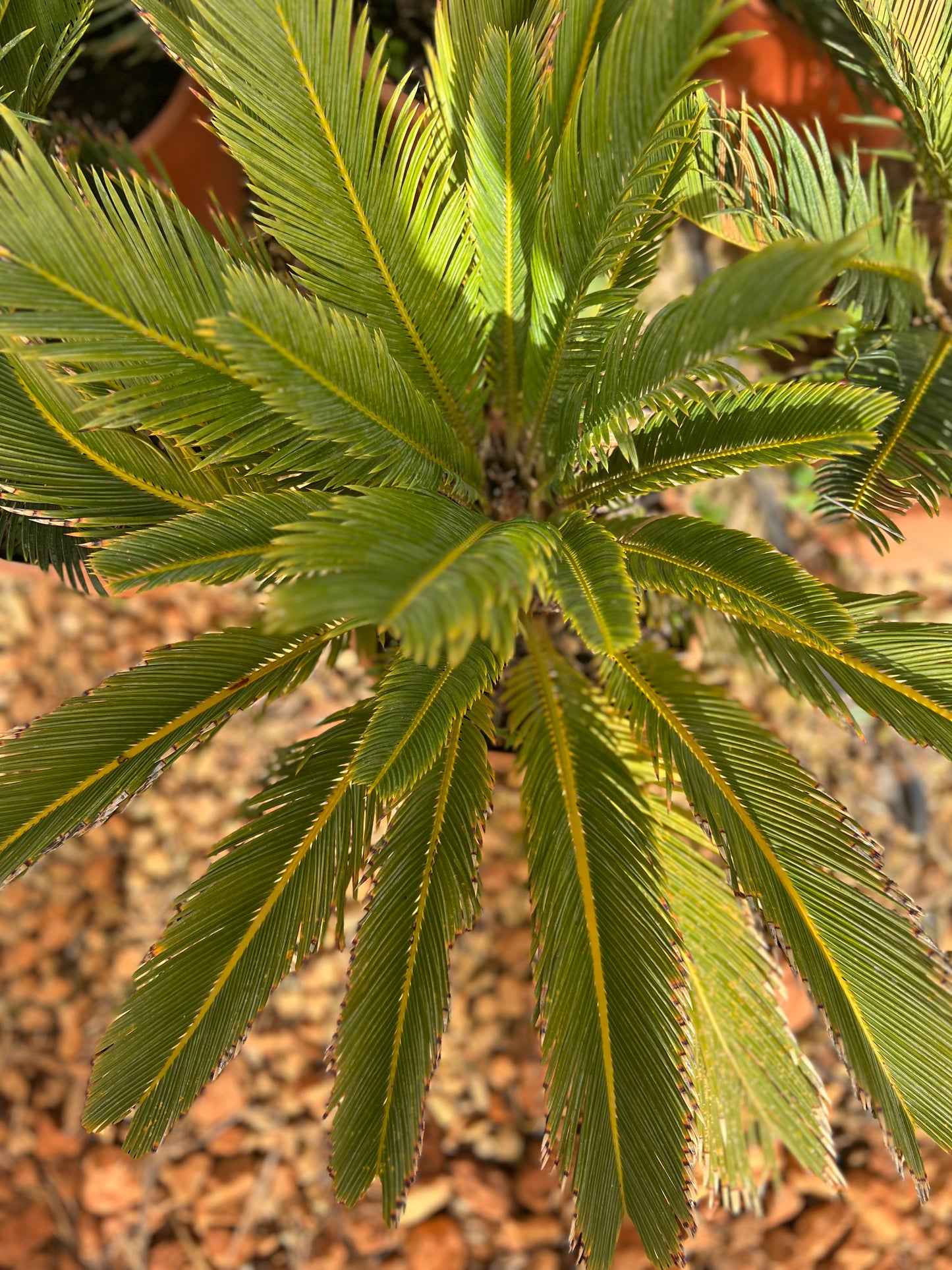 Cycas Revoluta (Sago Palm) - 9.5 liter