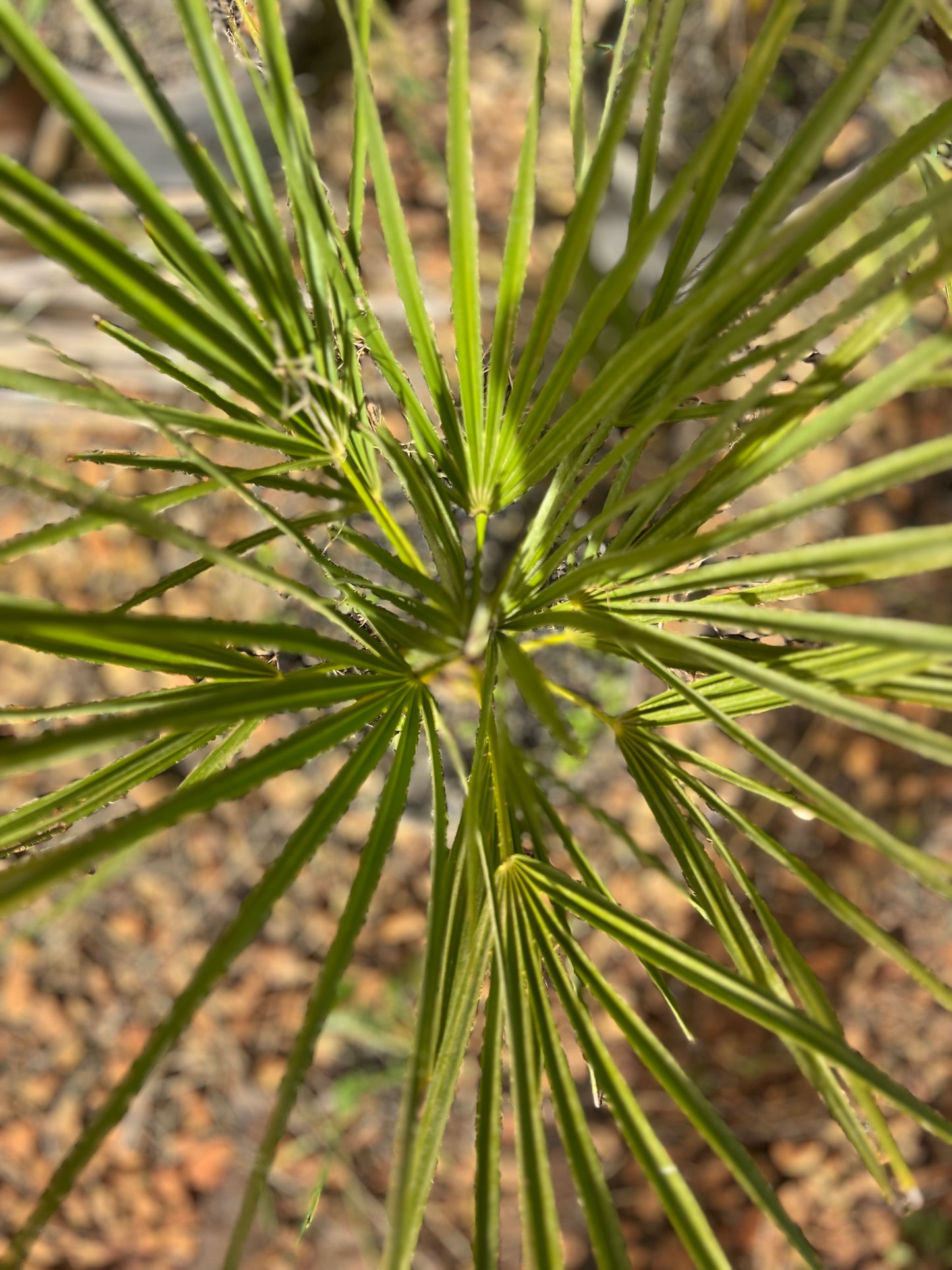 Chamaerops humillis (European fan palm) - 3 liters