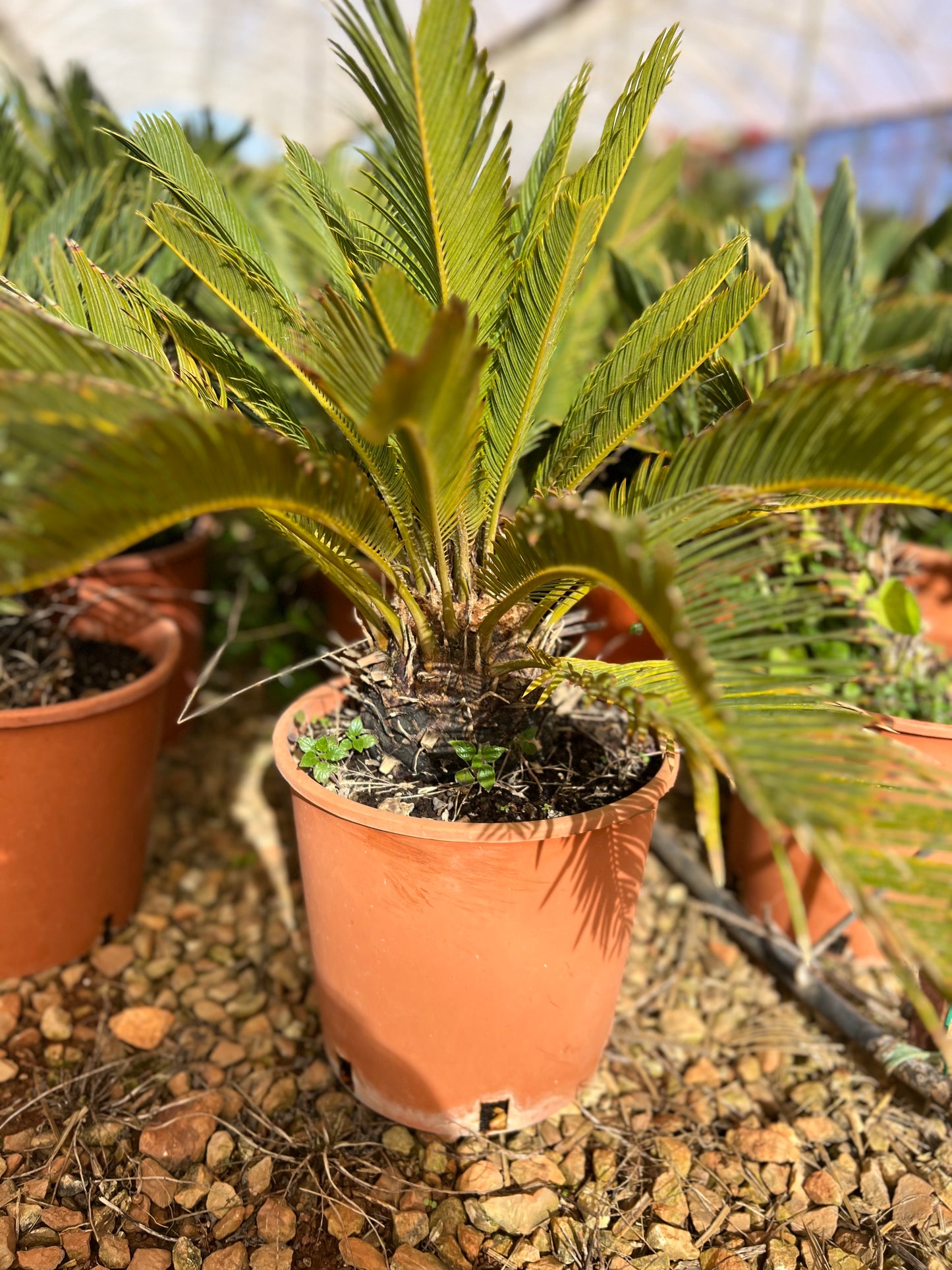 Cycas Revoluta (Sago Palm) - 9.5 liter