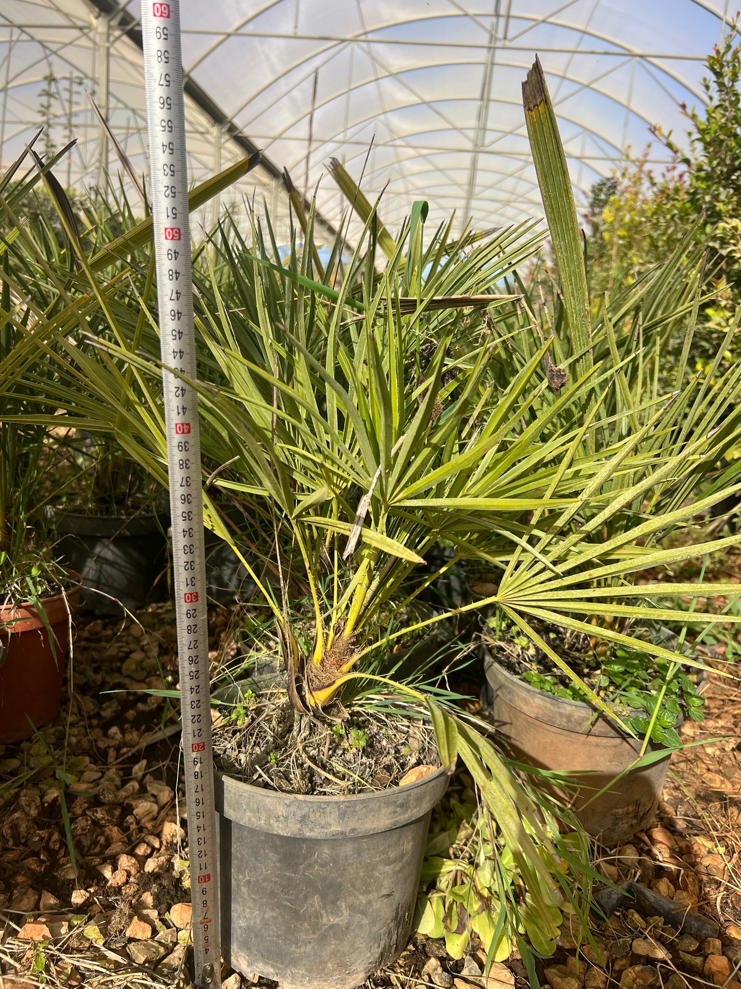 Chamaerops humillis (European fan palm) - 3 liters